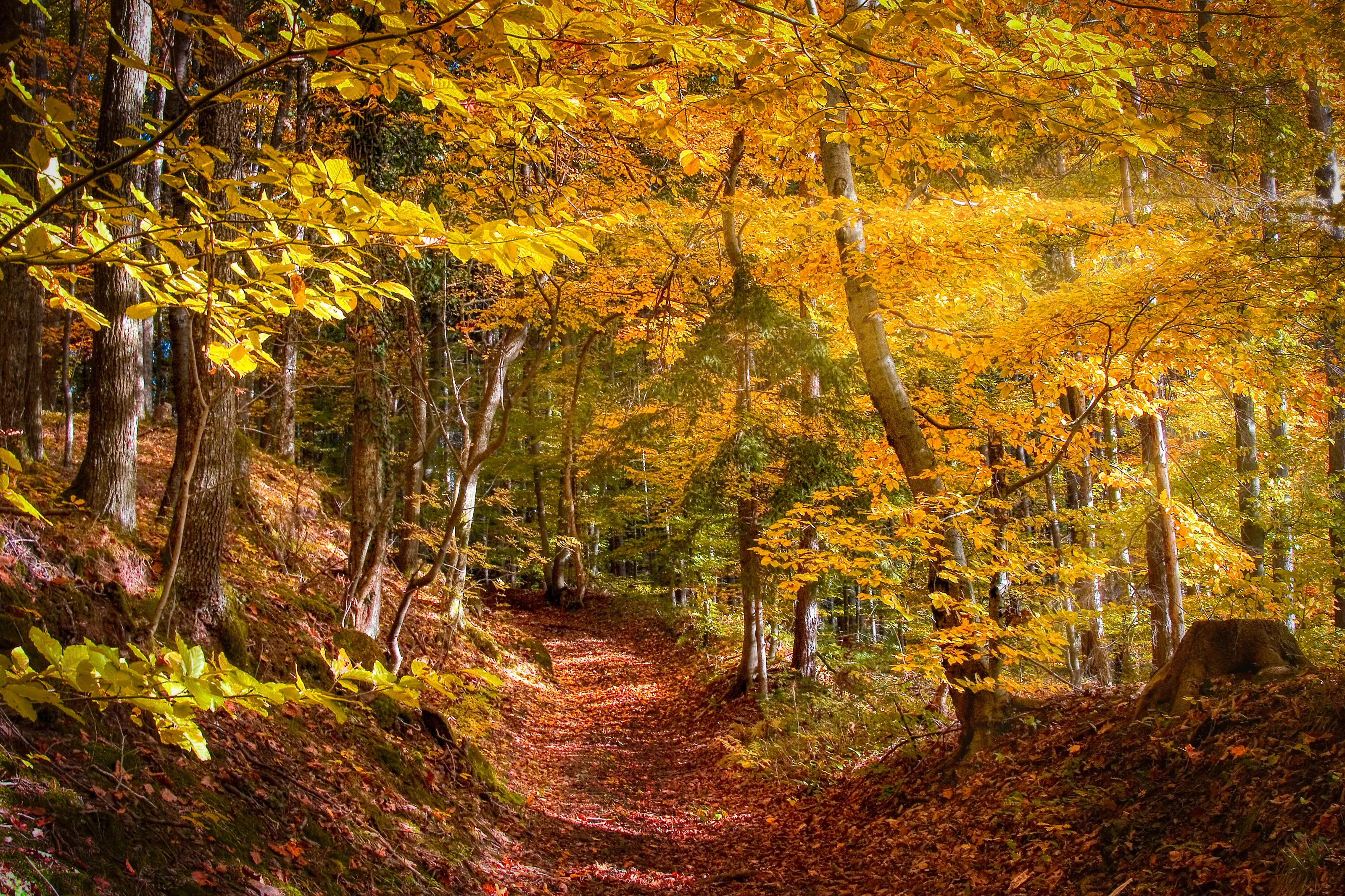 Best of Autumn