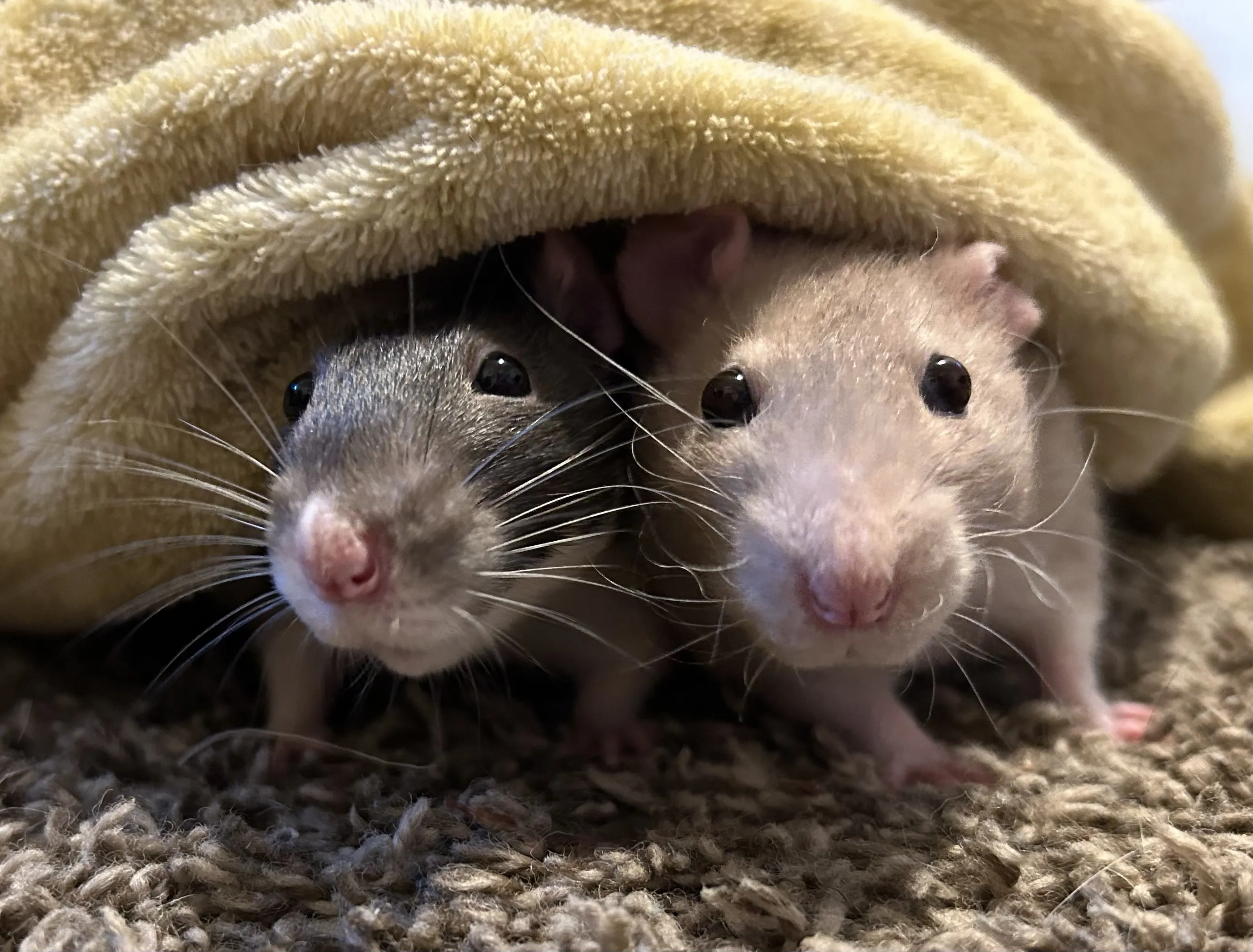 Rats