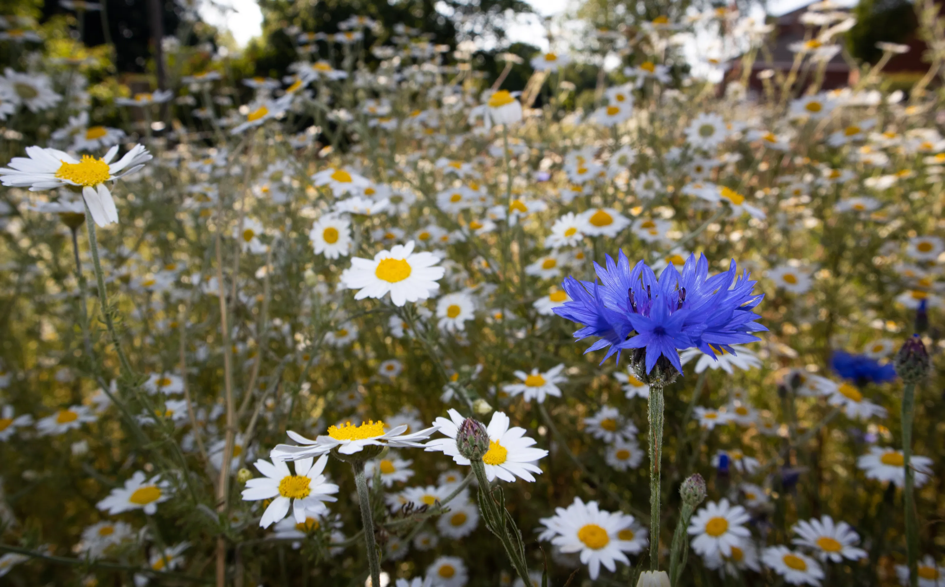 Flower Meadows