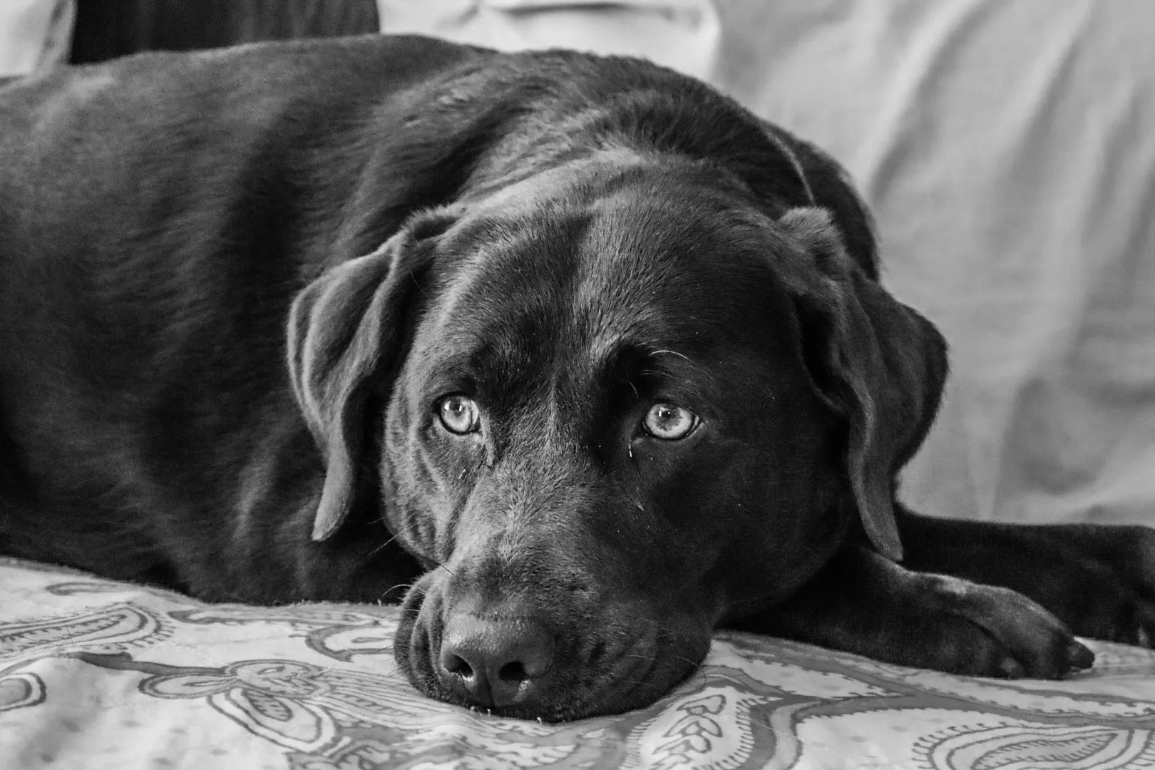 Labrador Retriever Dogs
