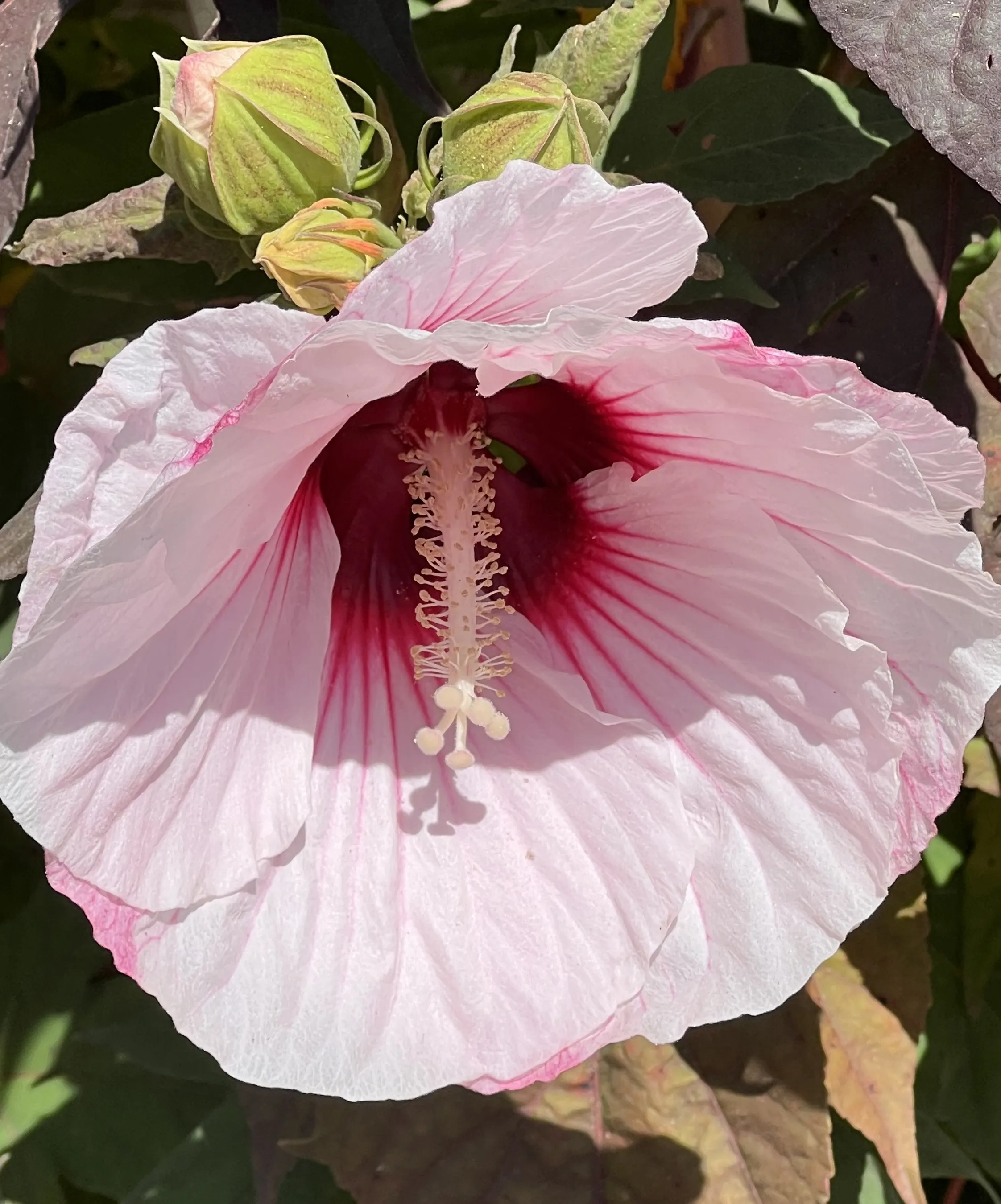 Hibiscus Flowers (in colour)