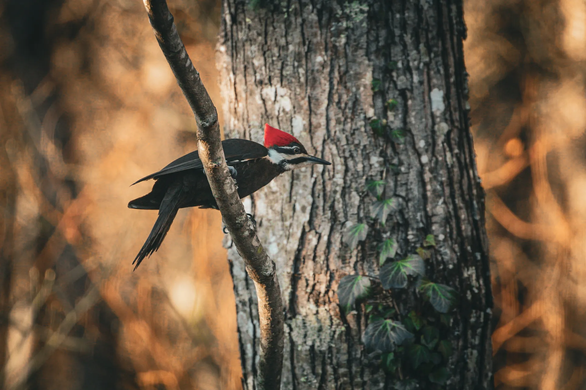 Birds in the Wild