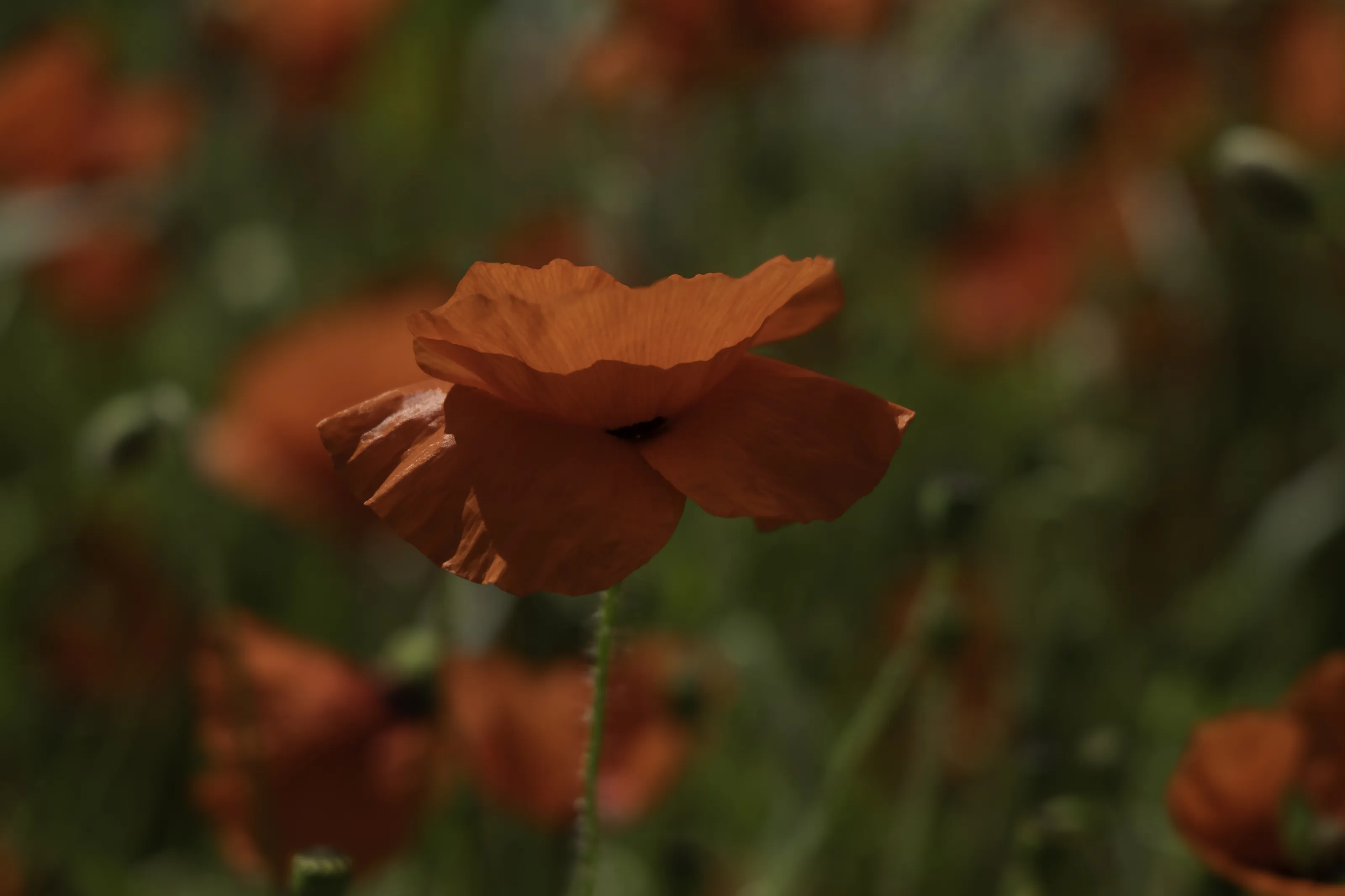 Real Poppies (in colour)