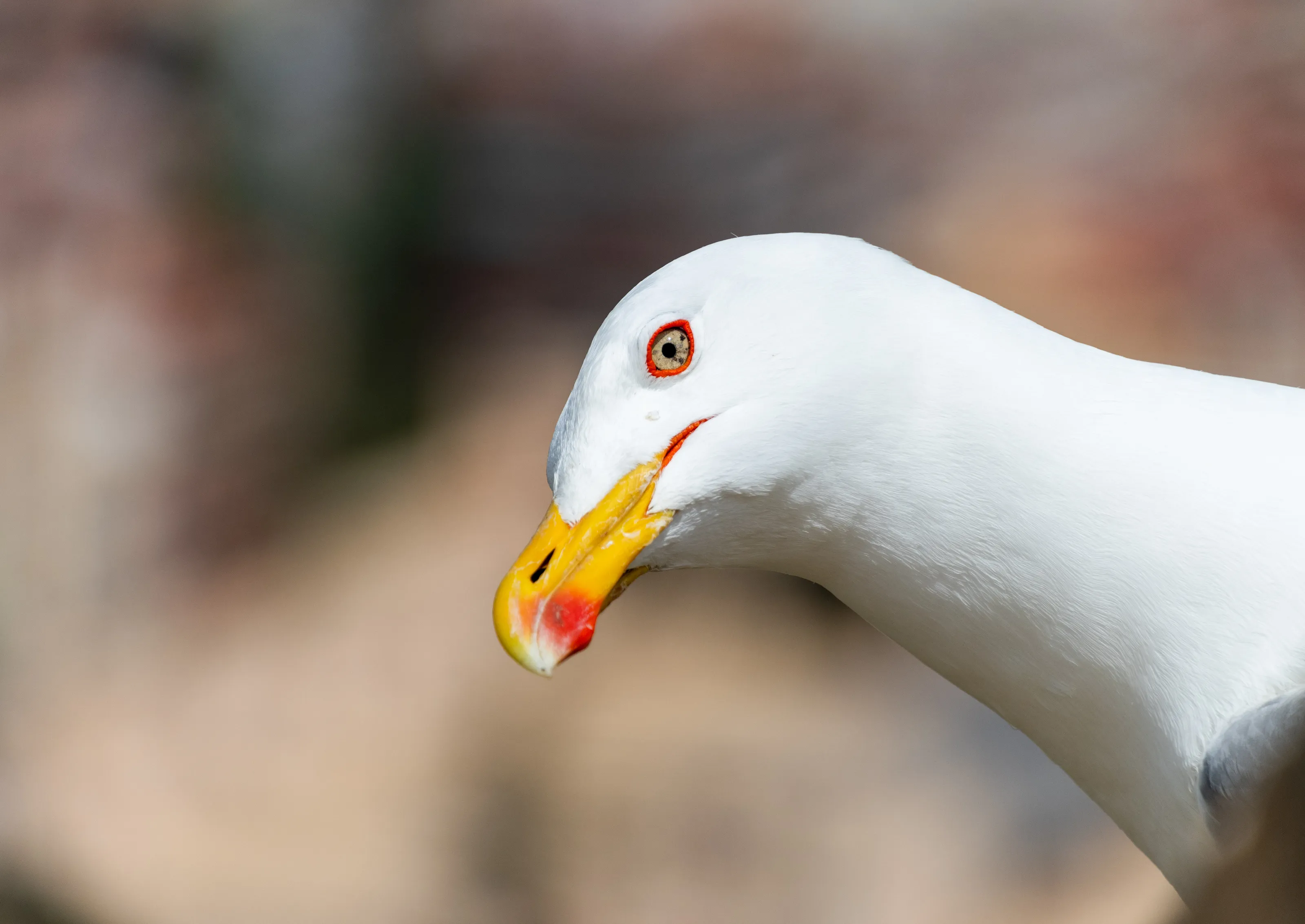 Headshot Portraits of Birds