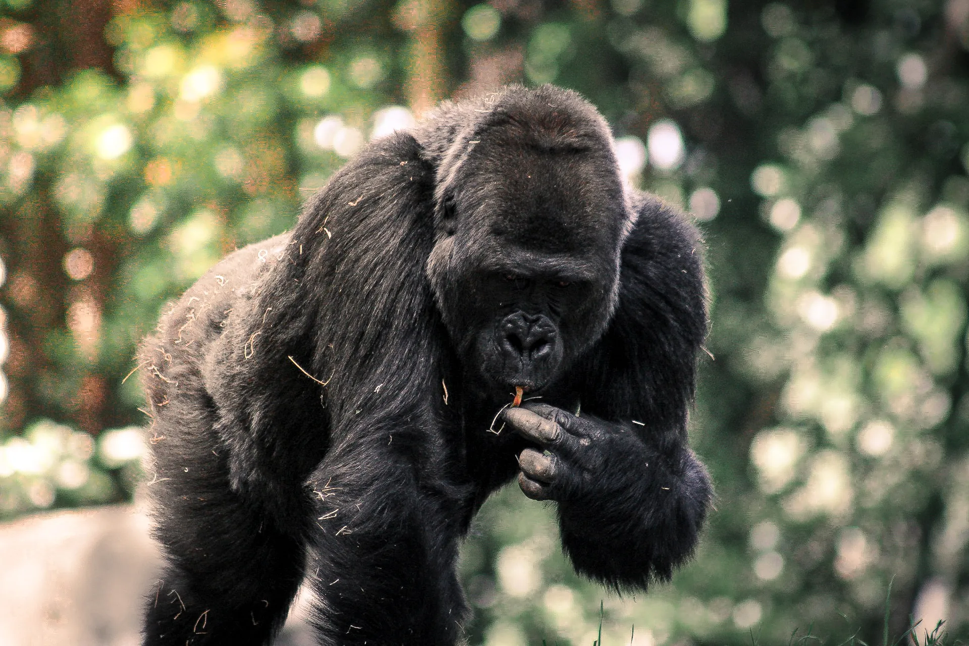 Gorillas