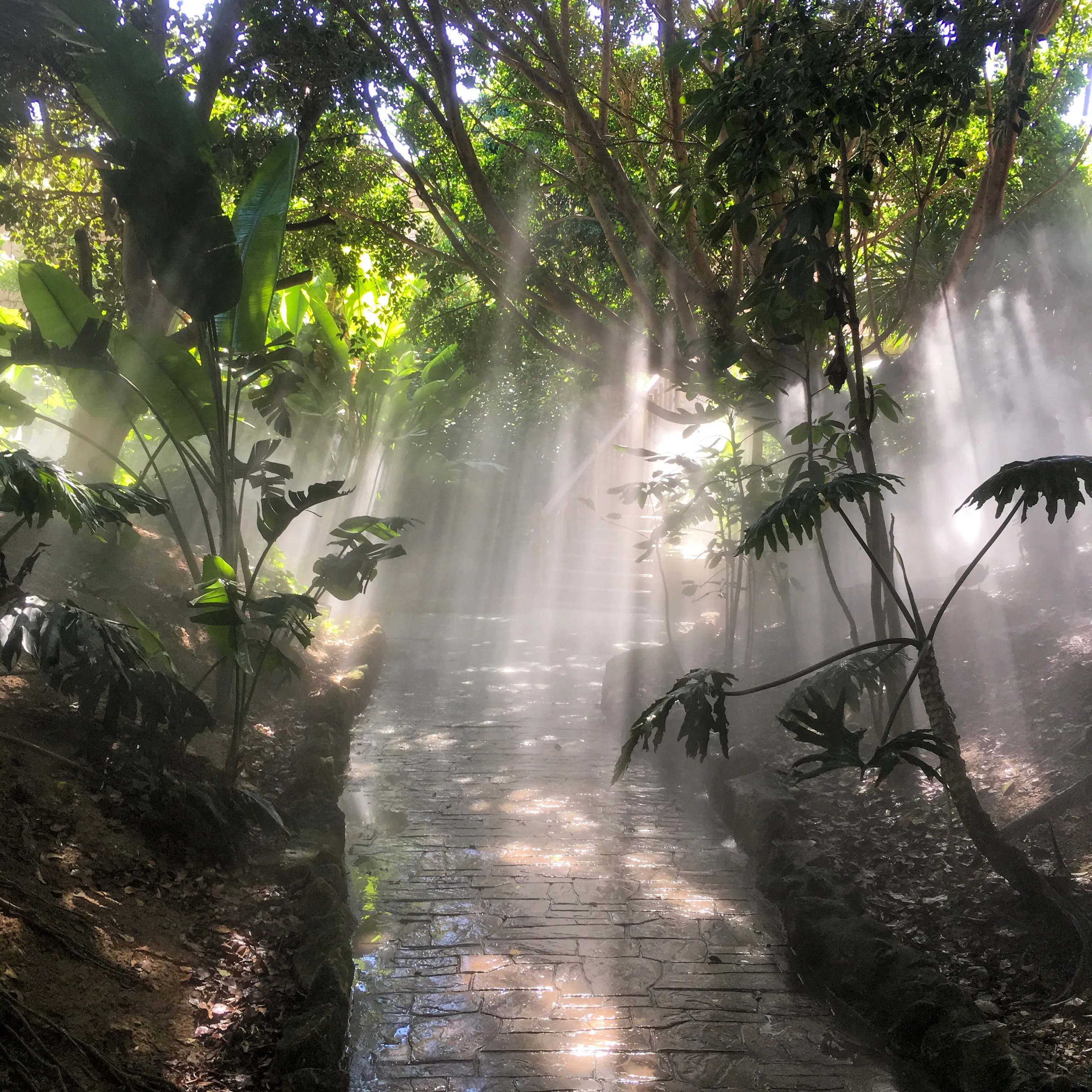 Rays of Sunlight