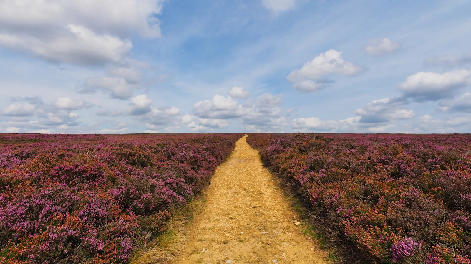 Heather in Bloom (in colour)