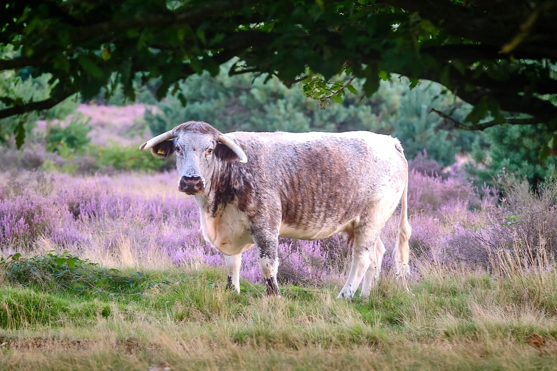 Cattle