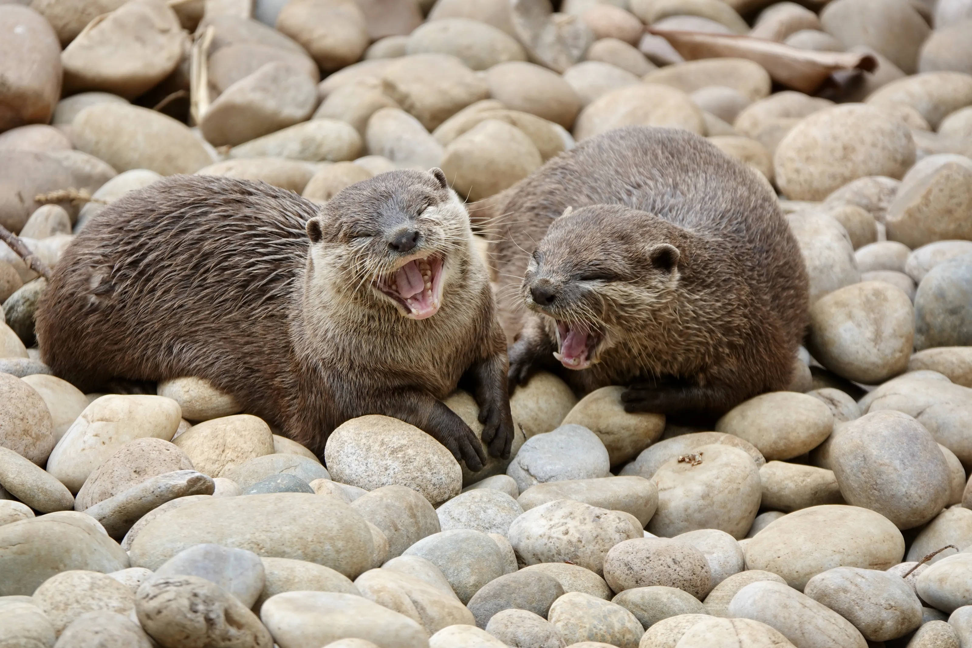Animals Yawning