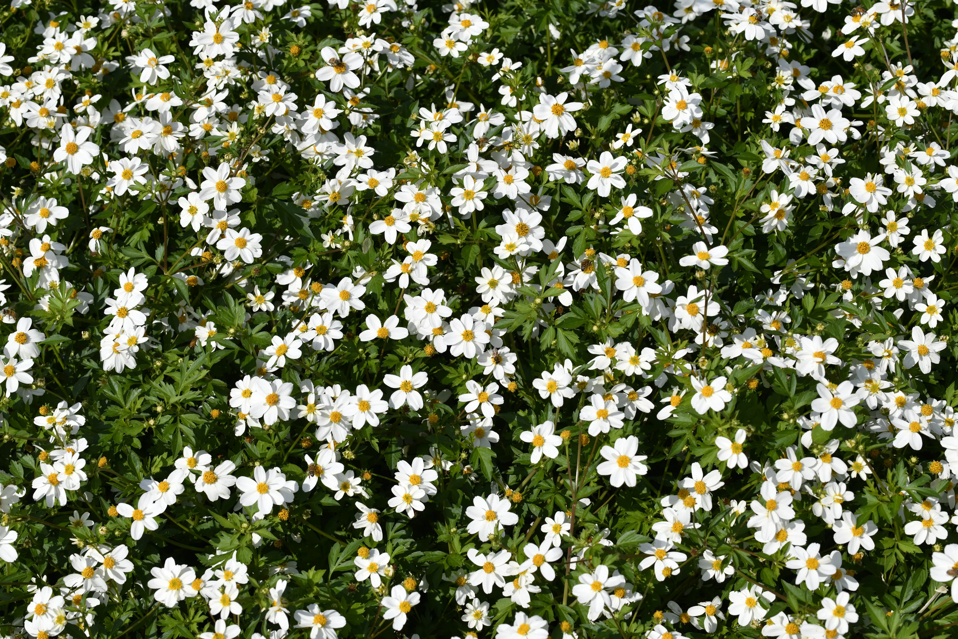Large Numbers of Identical Objects