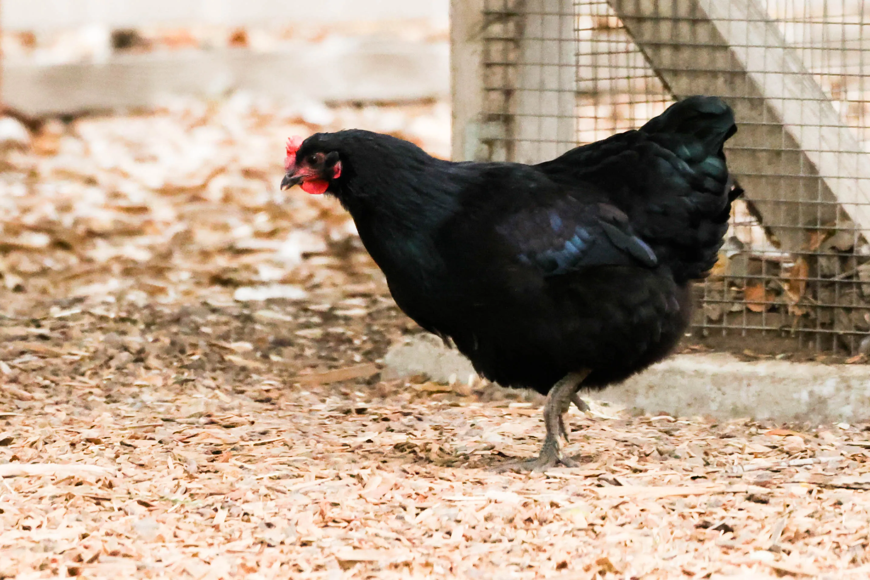 Black Animals (in colour)