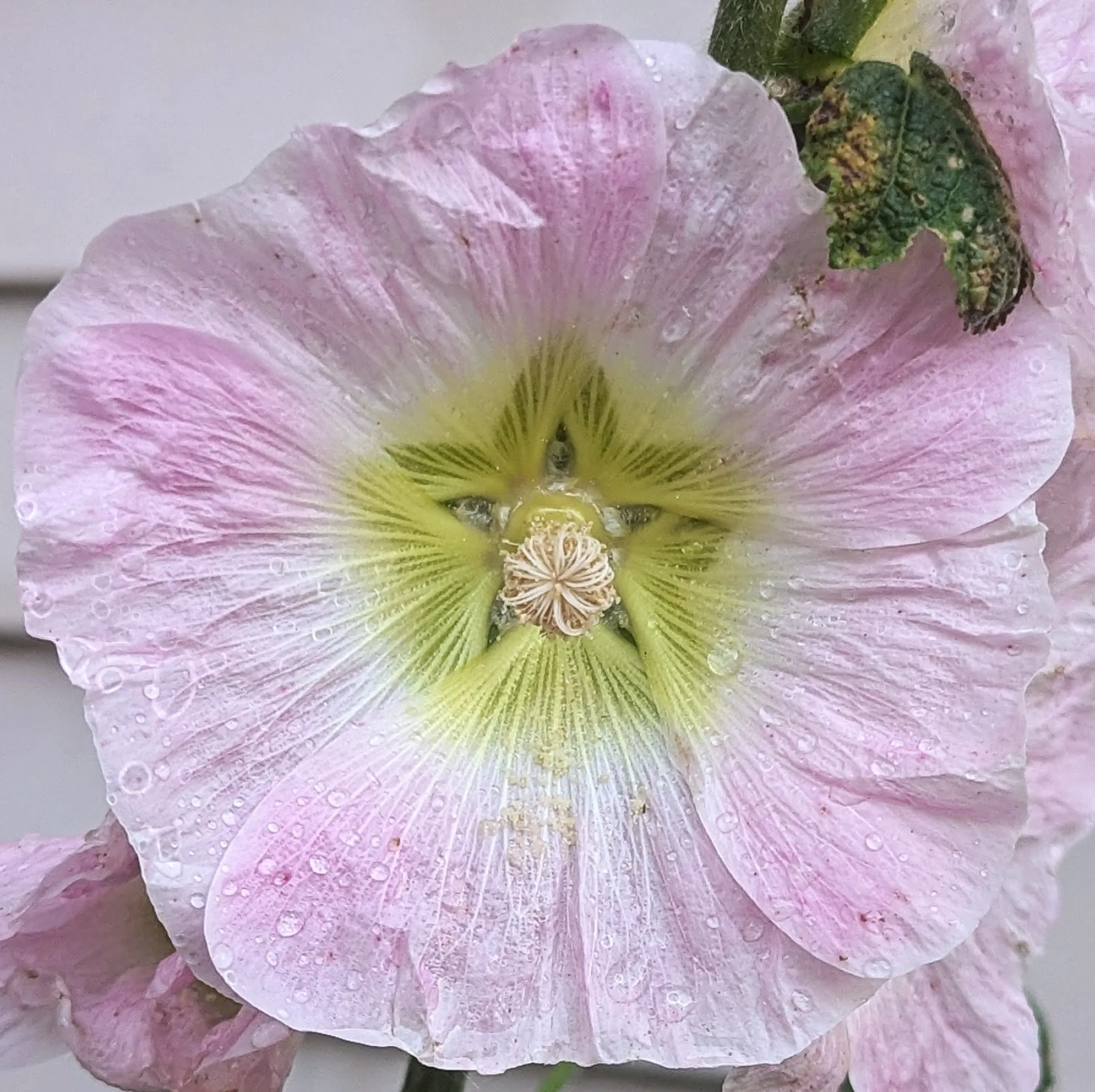 Pastel-Coloured Flowers in Nature (in colour)