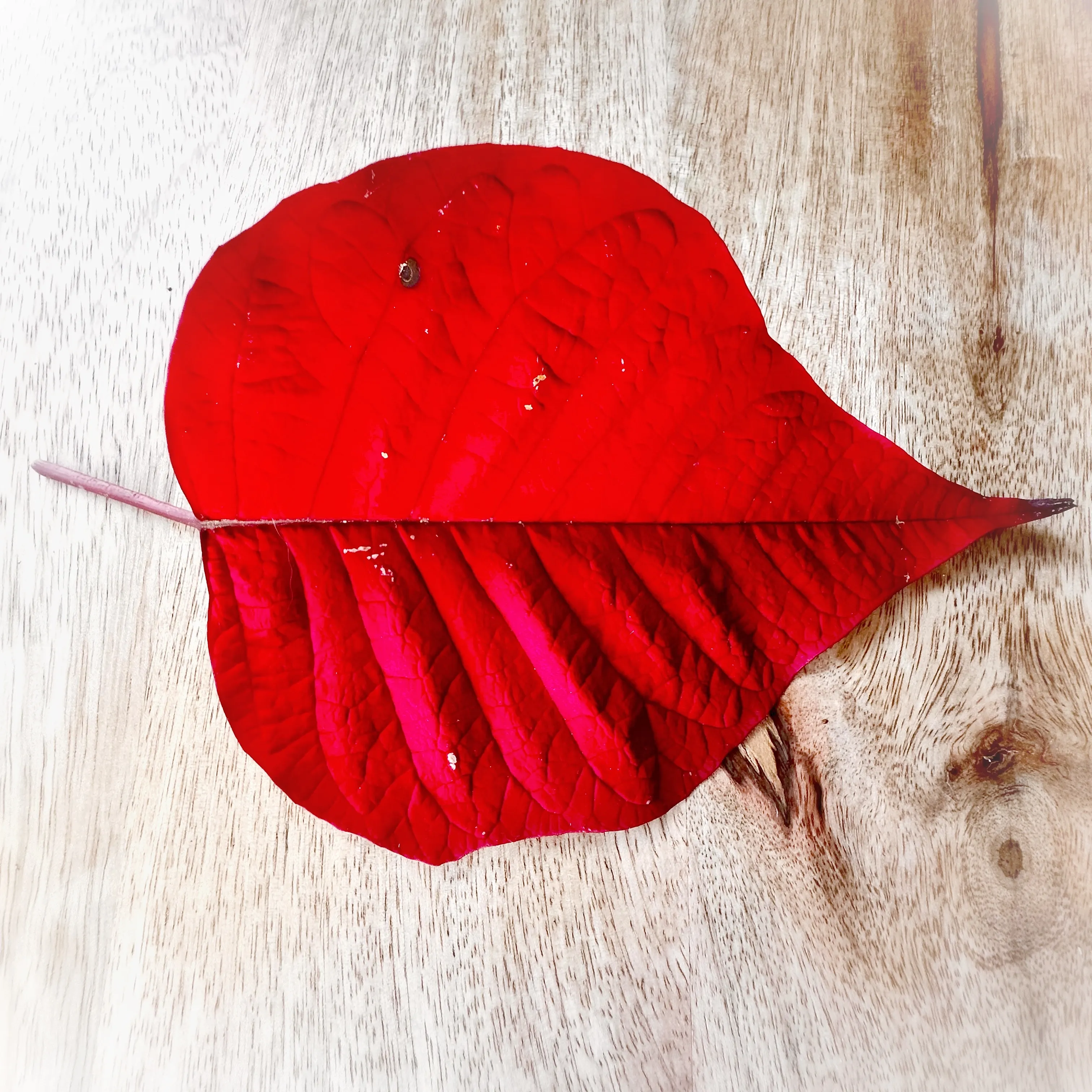 Red Leaves (in colour)