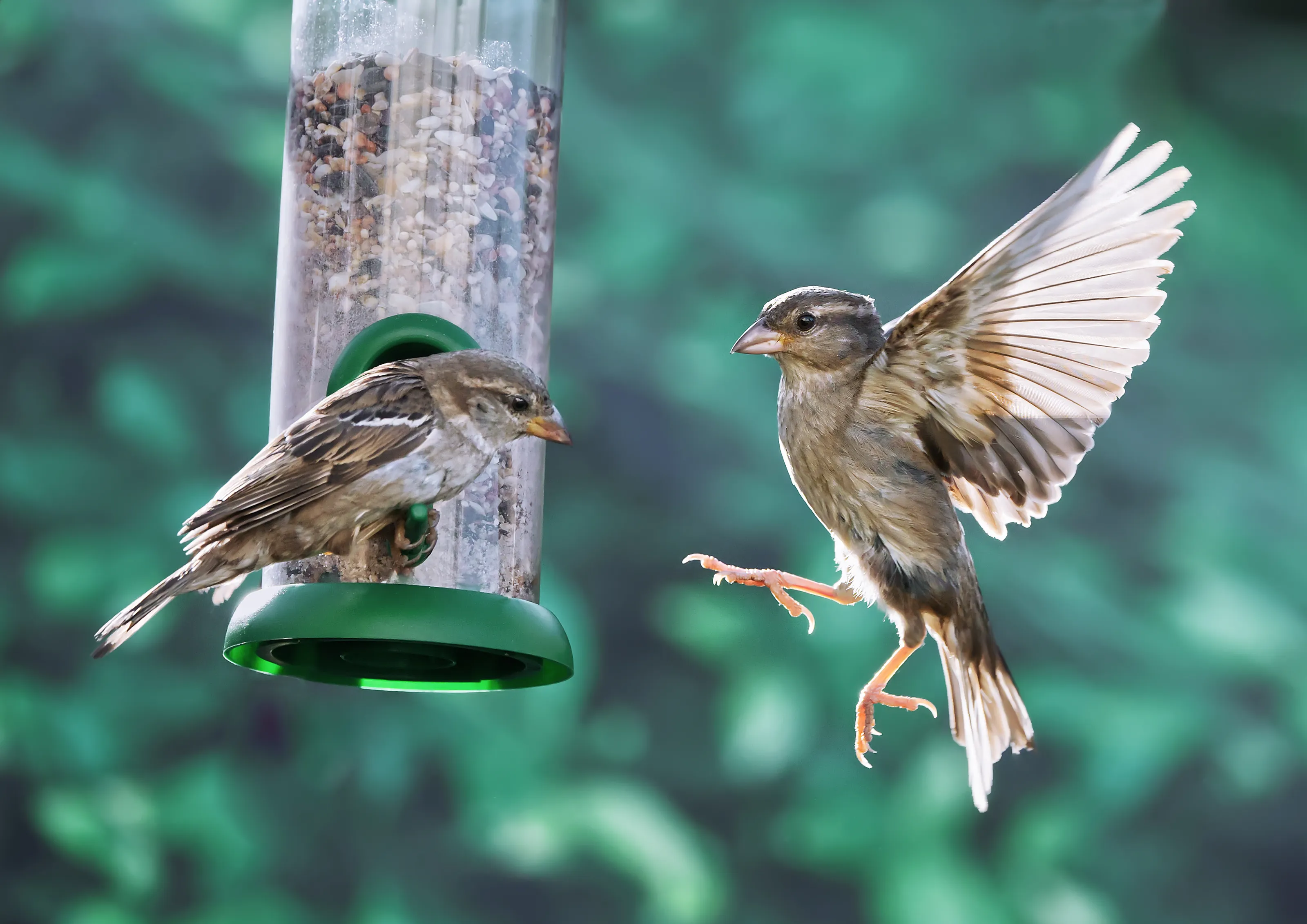 Bird Feeder Containers with Birds (no bird tables)