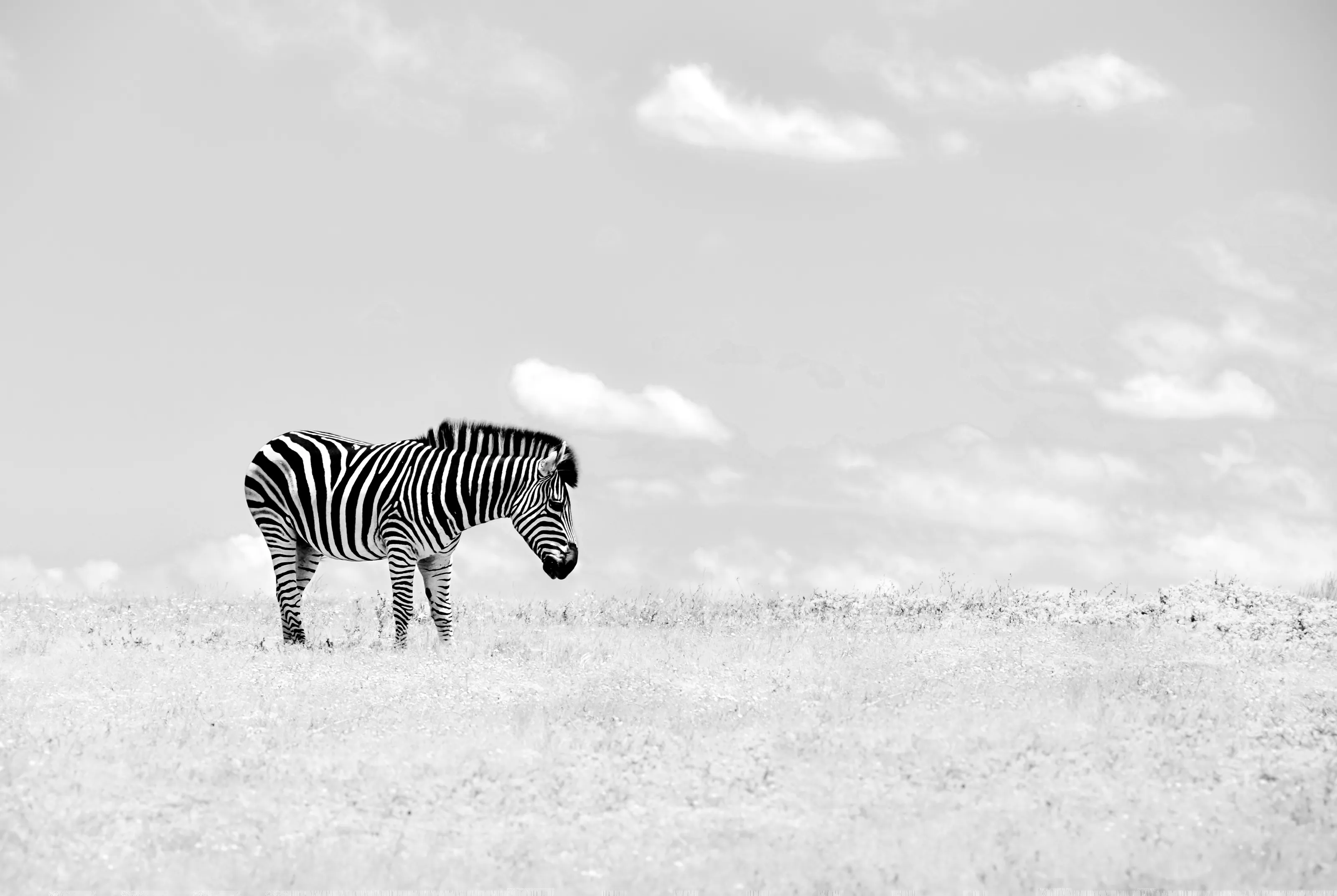 Animals in Black and White