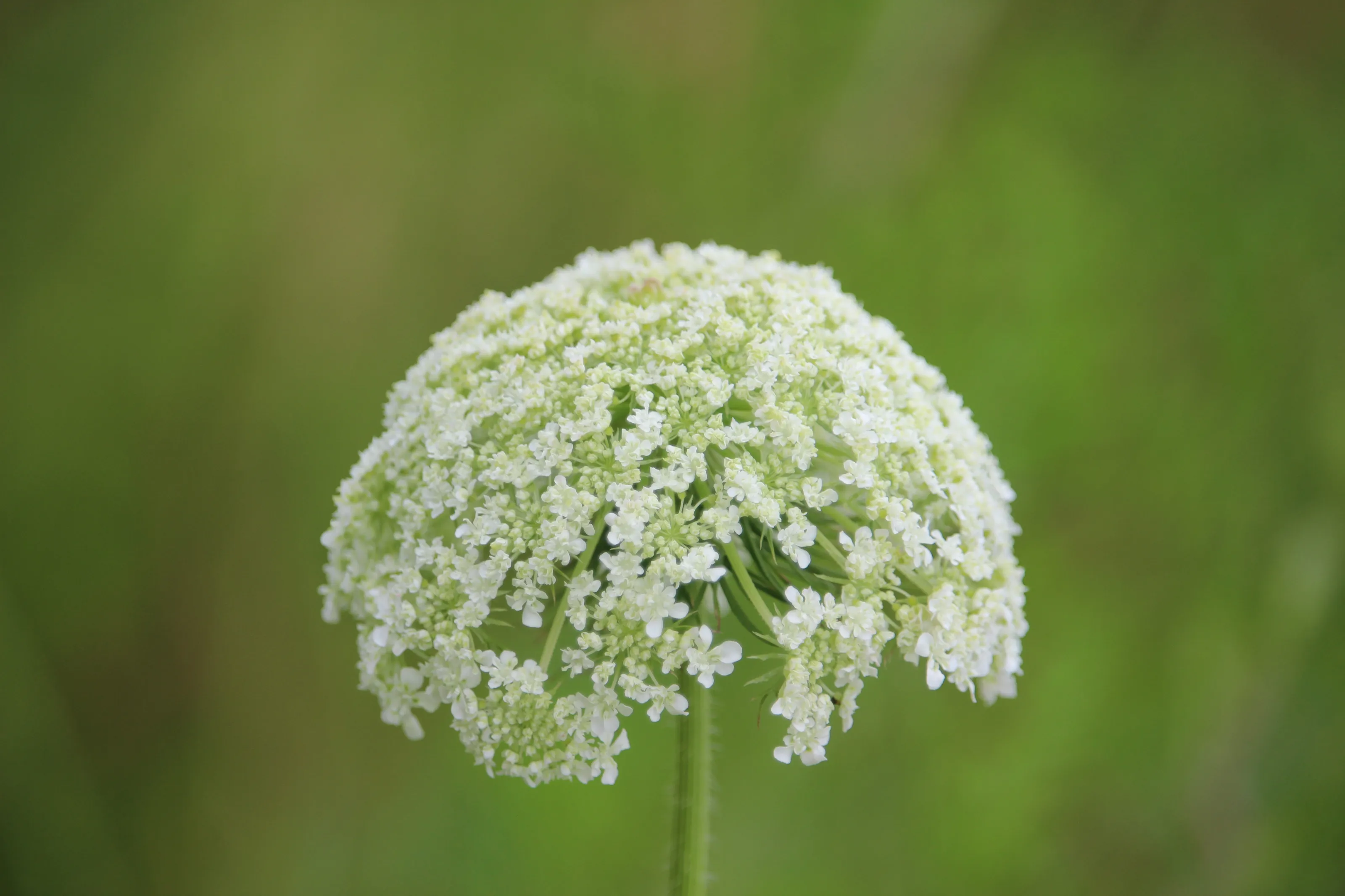White and Green Together (in colour)