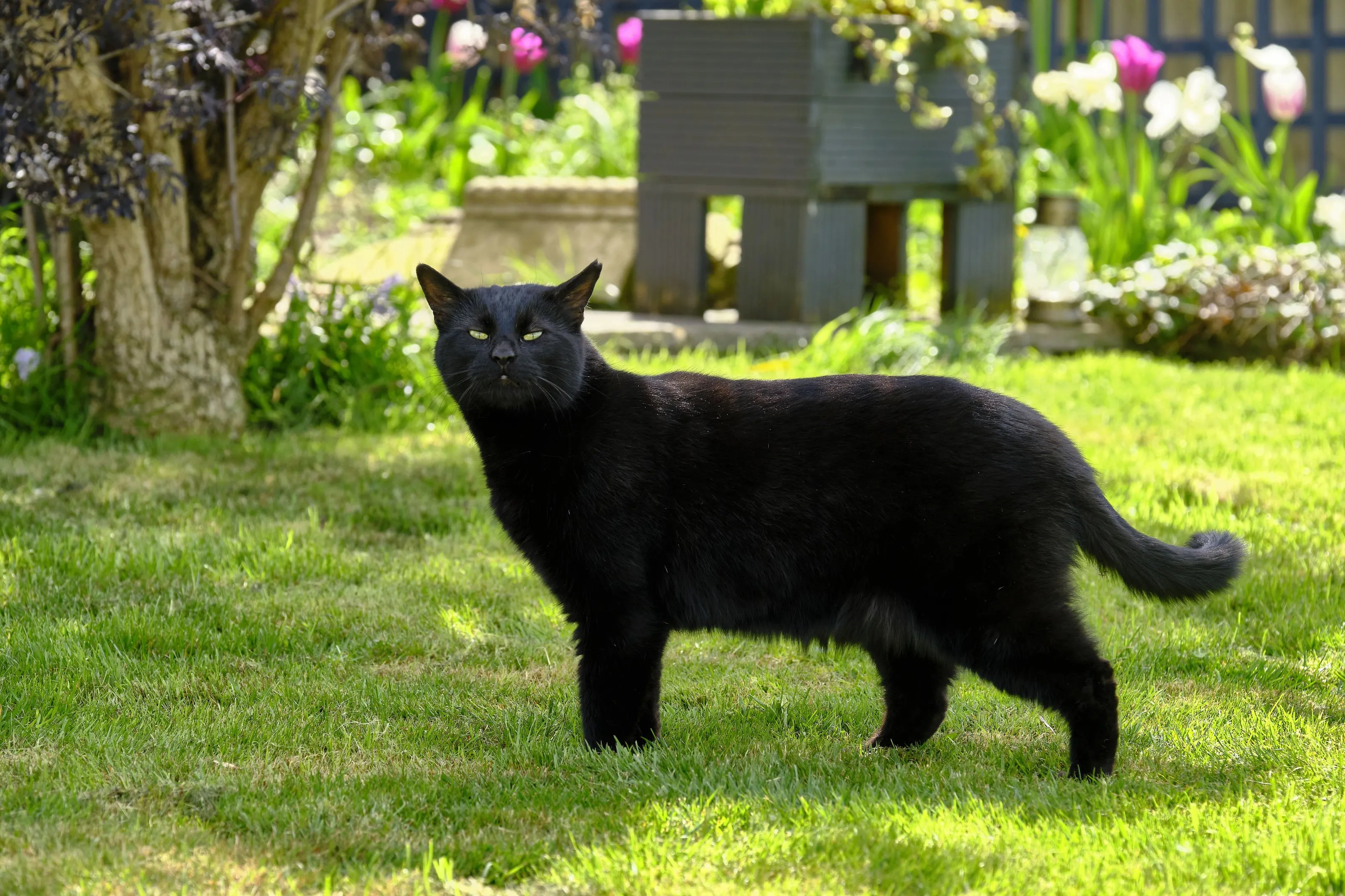 Domestic Cats and Kittens