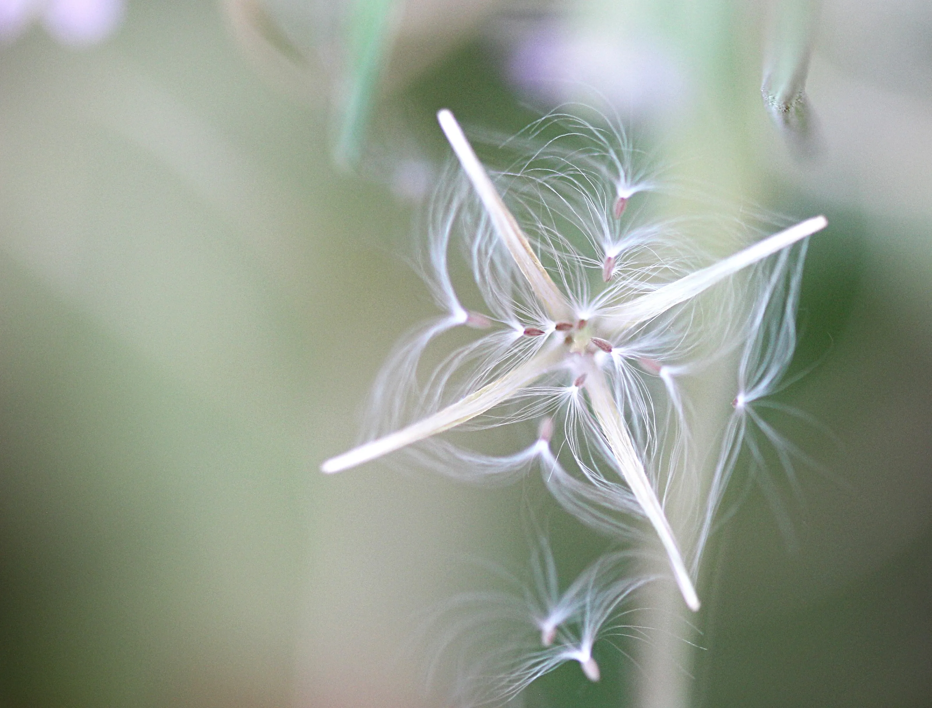 Geometric Patterns in Nature