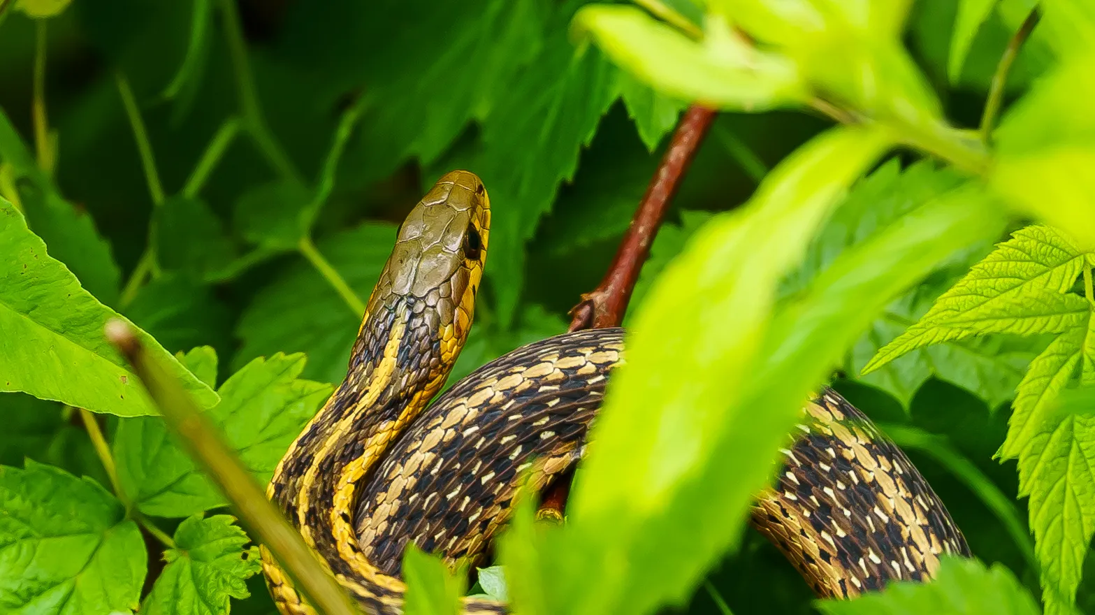 Reptiles in the Wild