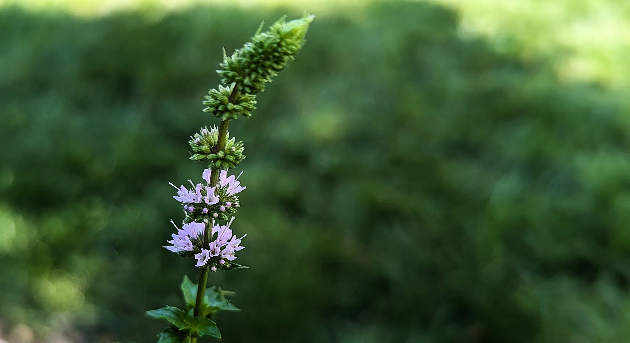Smallest Flowers in Nature (in colour)
