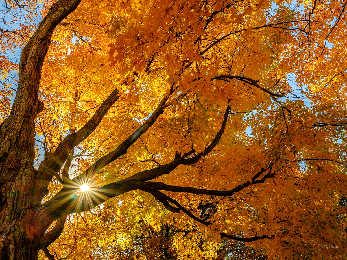 Nature in Autumn (in colour)