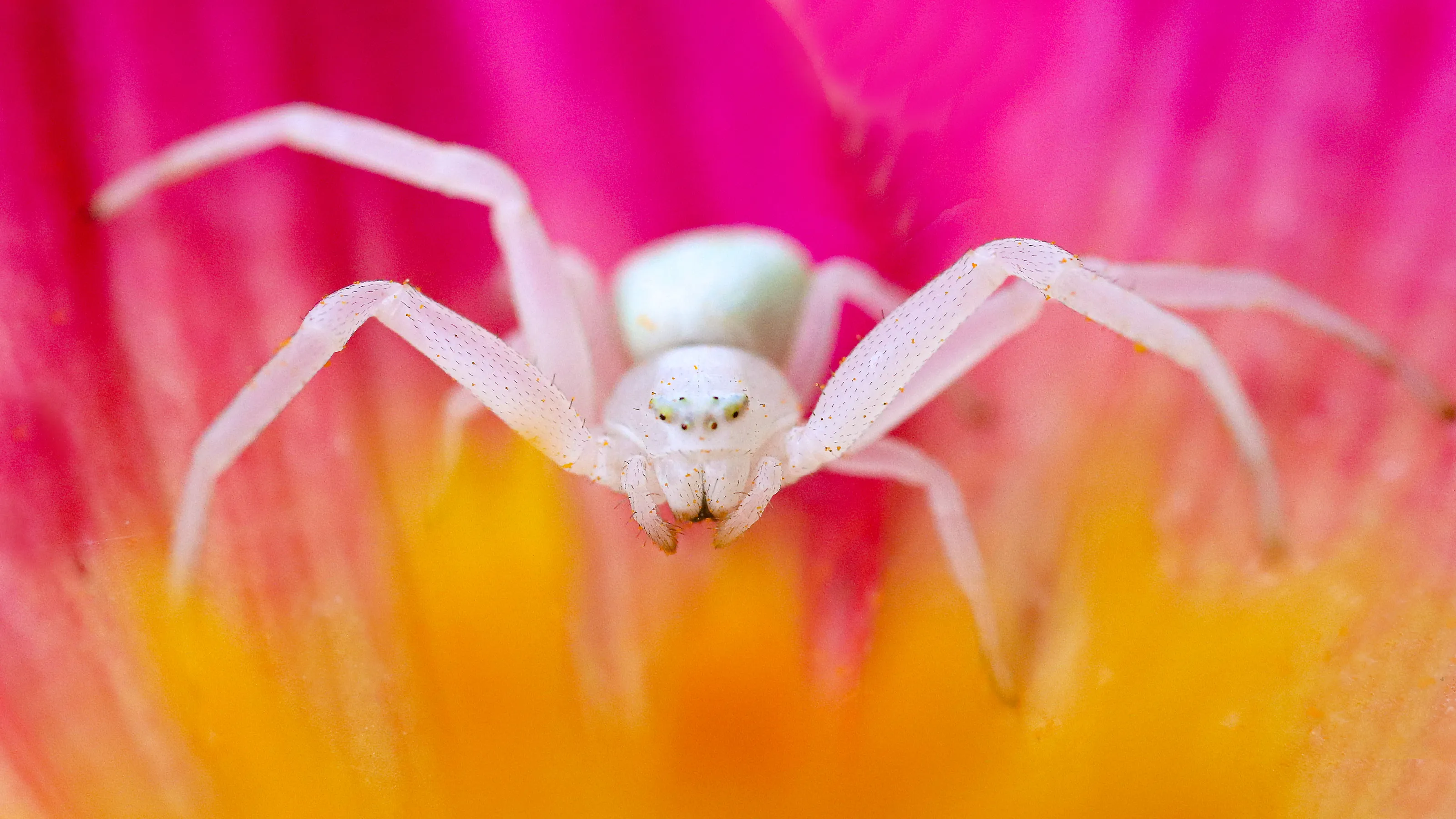 Insects or Spiders on a Flower