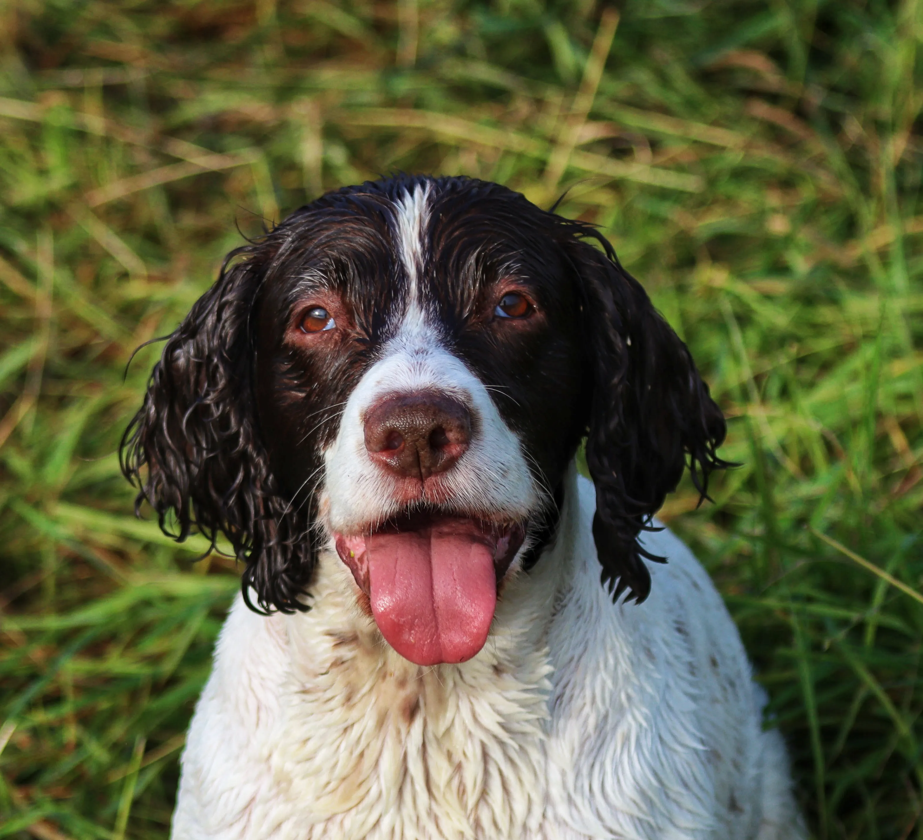 Solo Pet Portraits