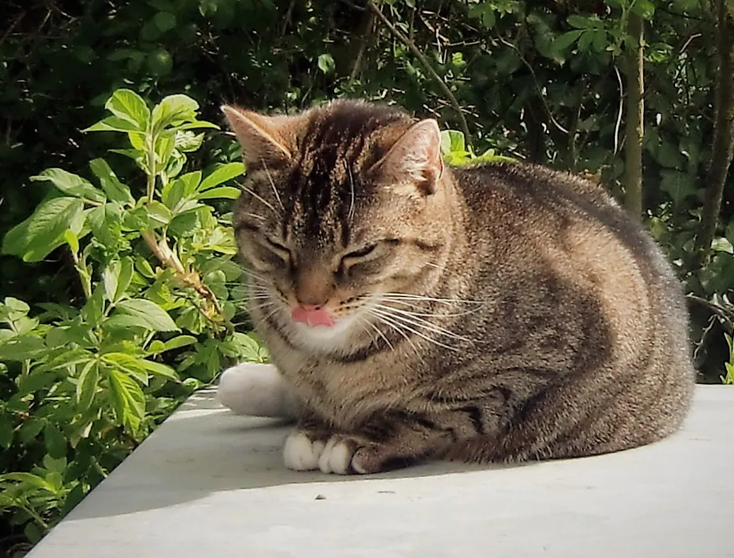 Animals Showing their Tongue (in colour)