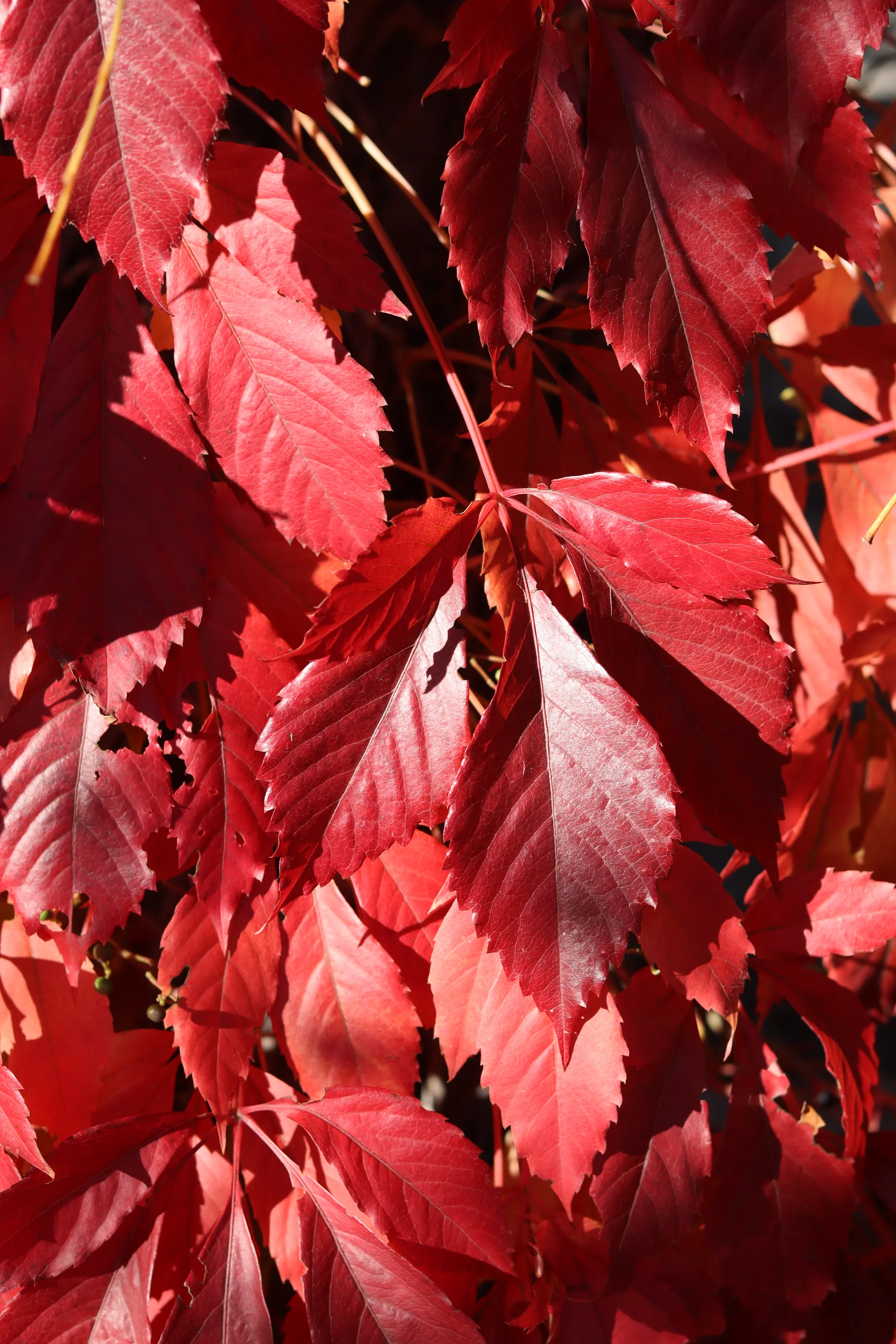 Only Leaves
