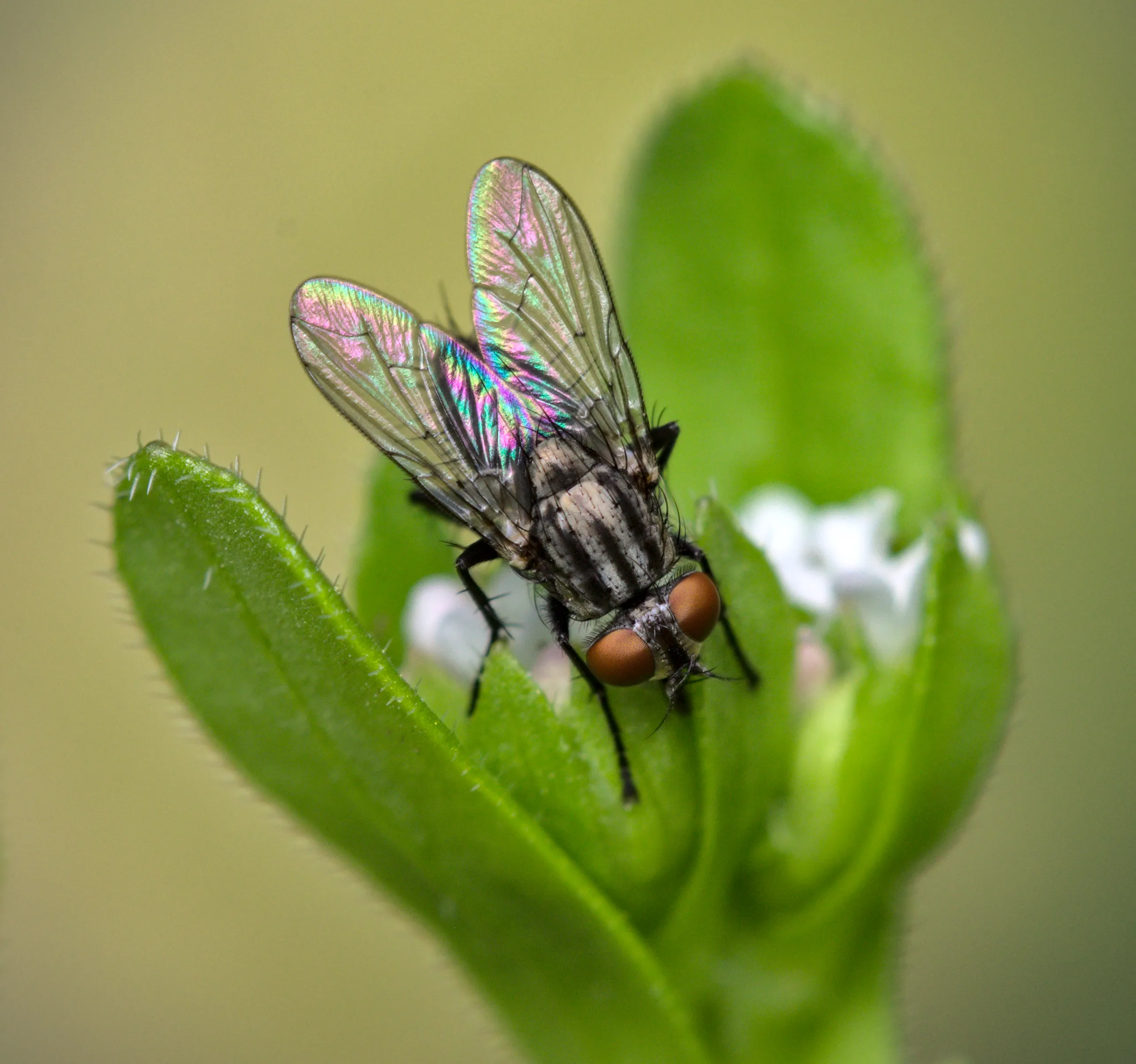 Flies (Diptera)