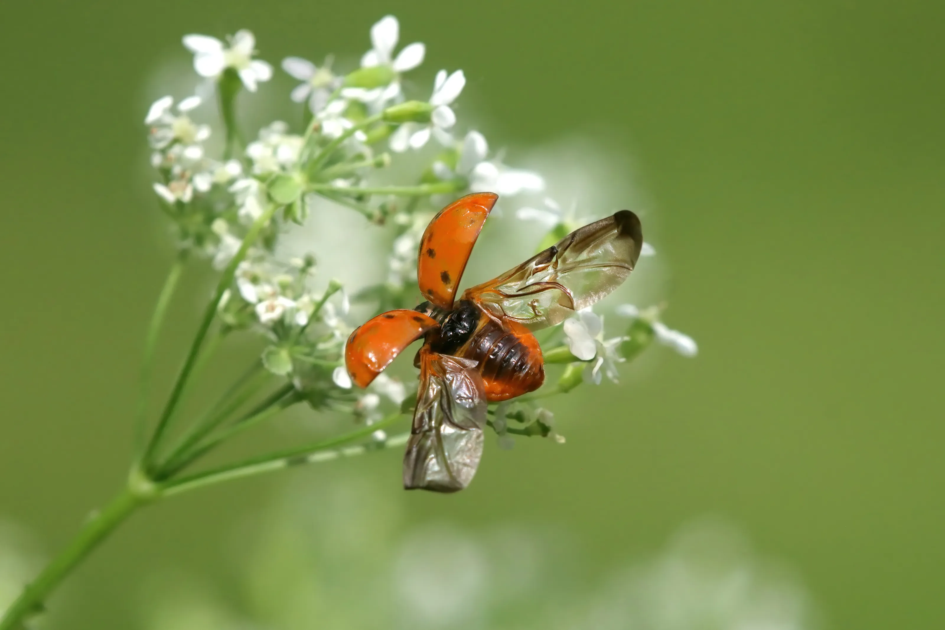 Beetles