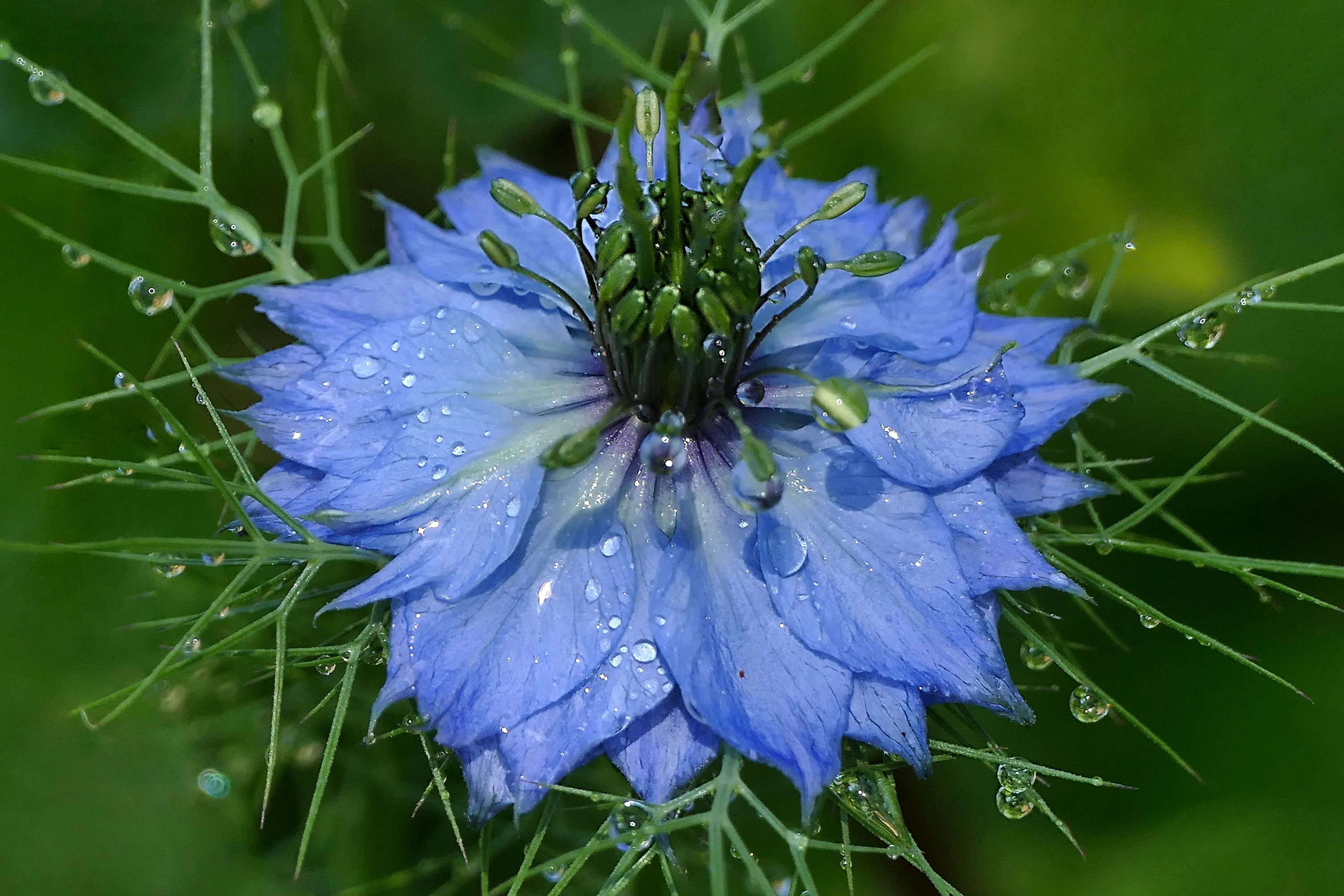 Blue Flowers on a Green Background