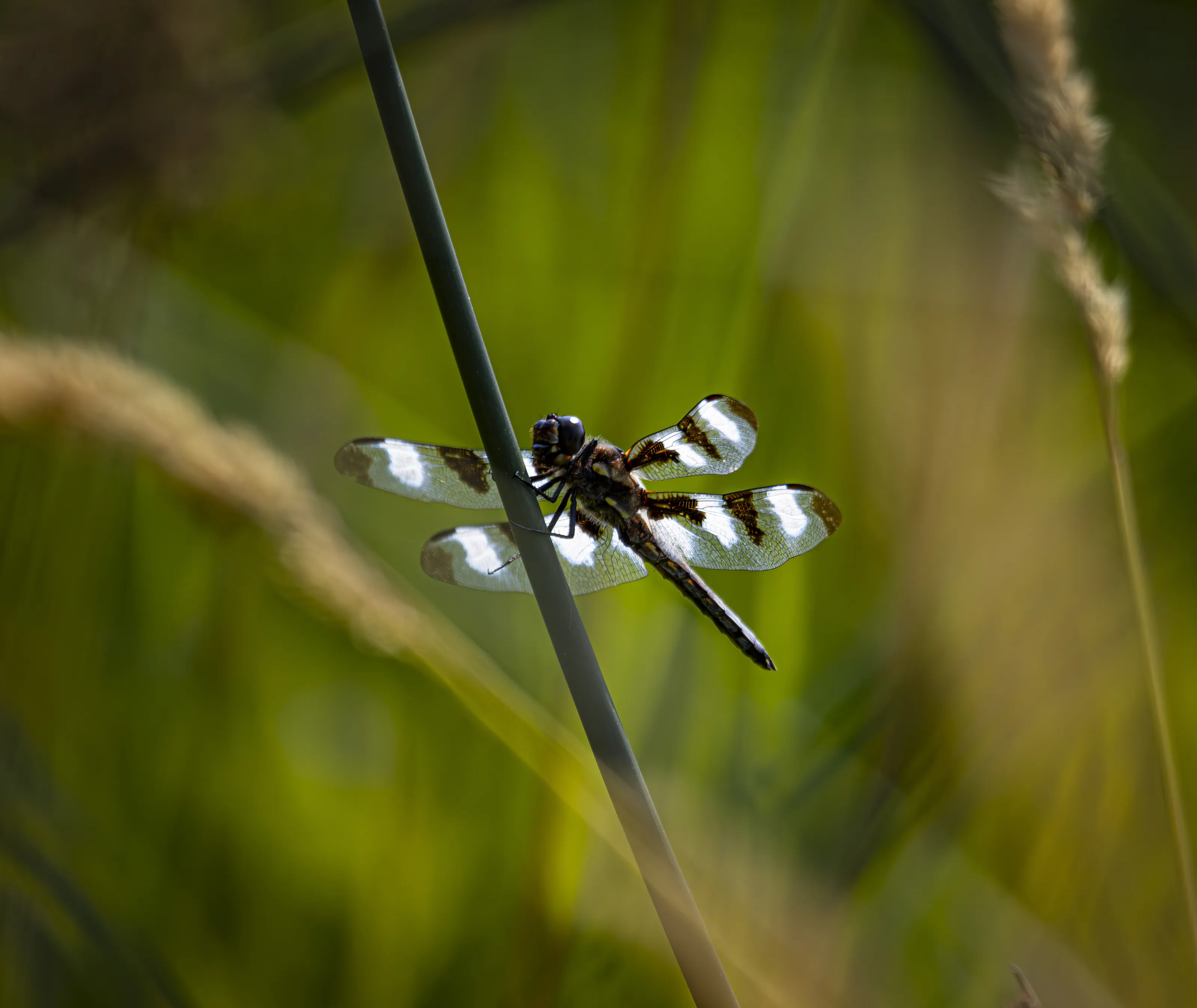 Insects with a Shallow Depth of Field