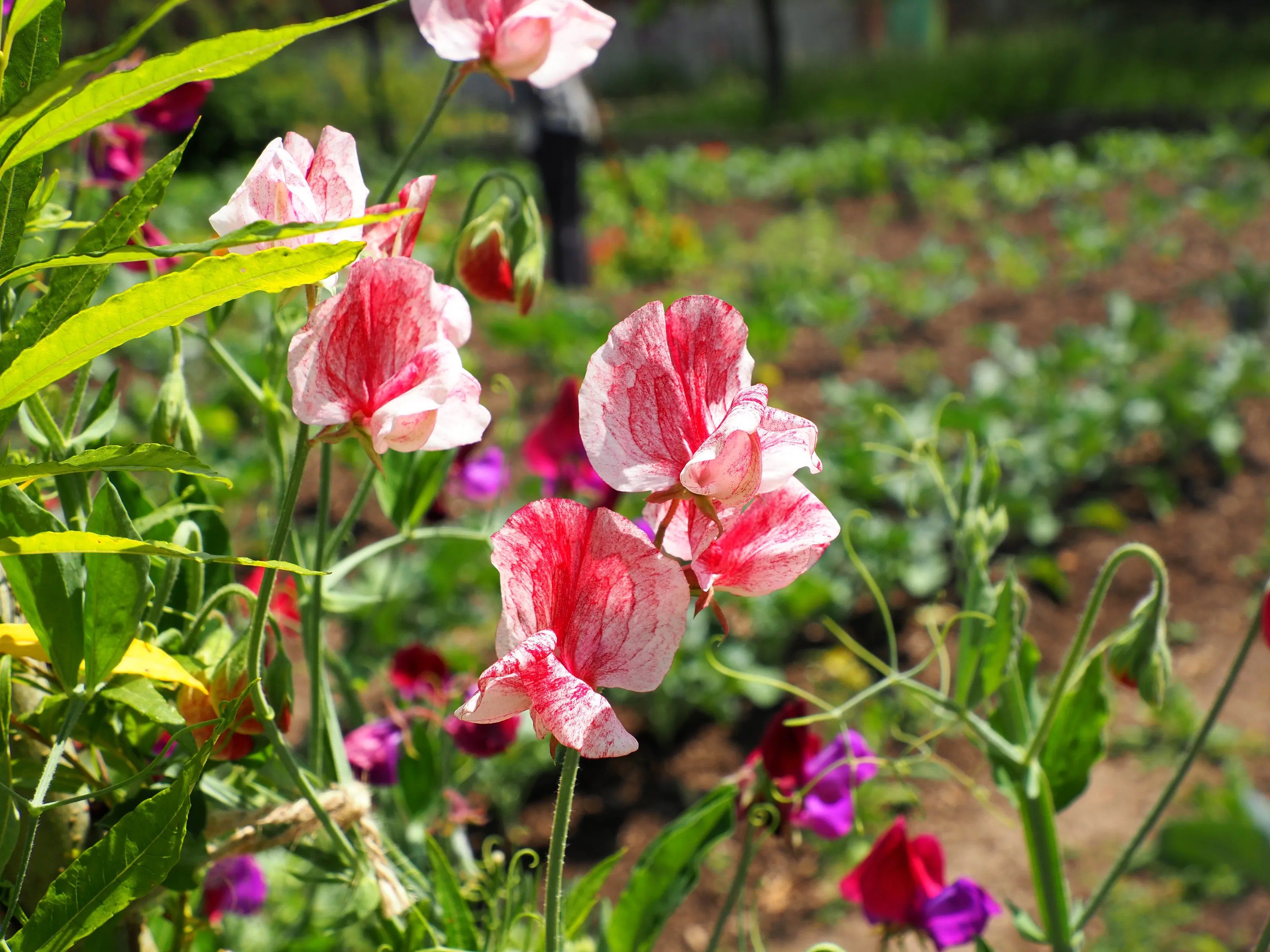 Sweet Pea Flowers