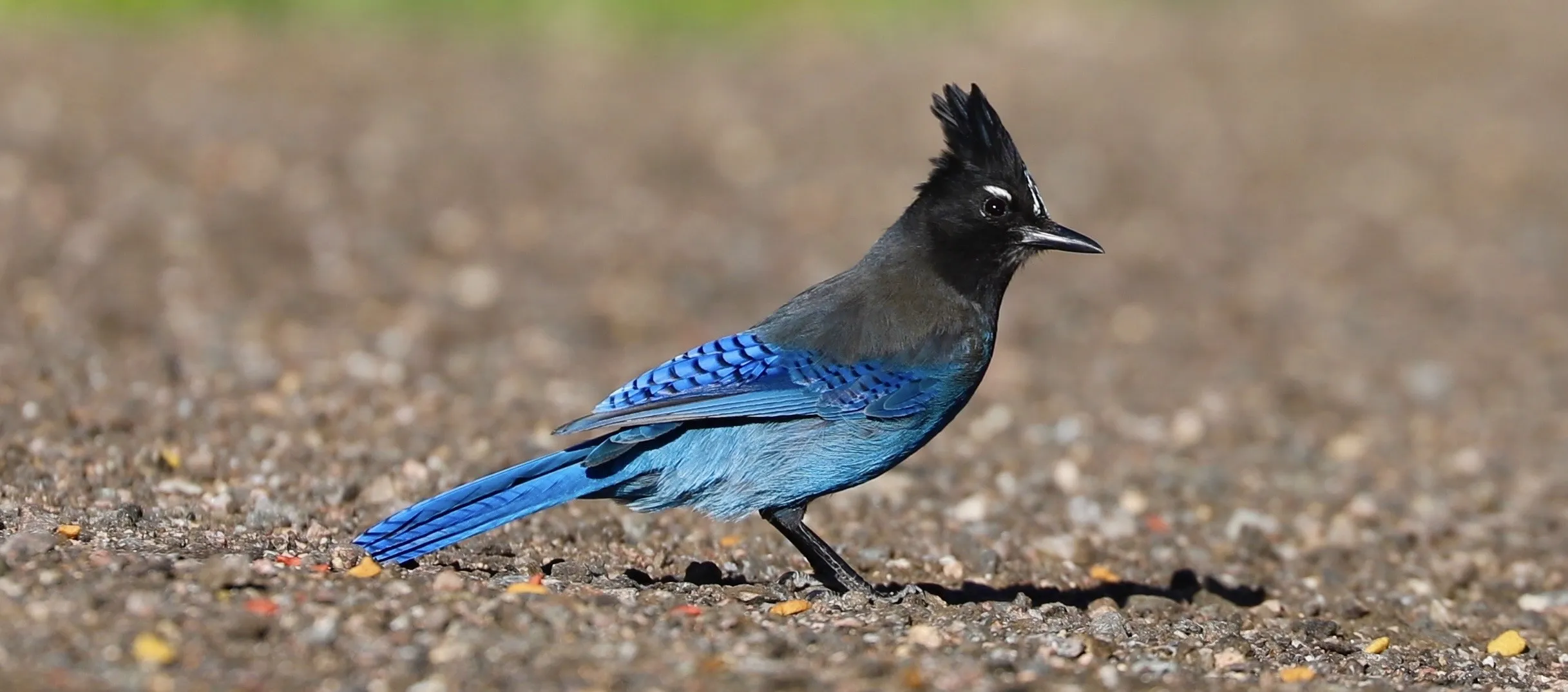 Blue Birds (in colour)