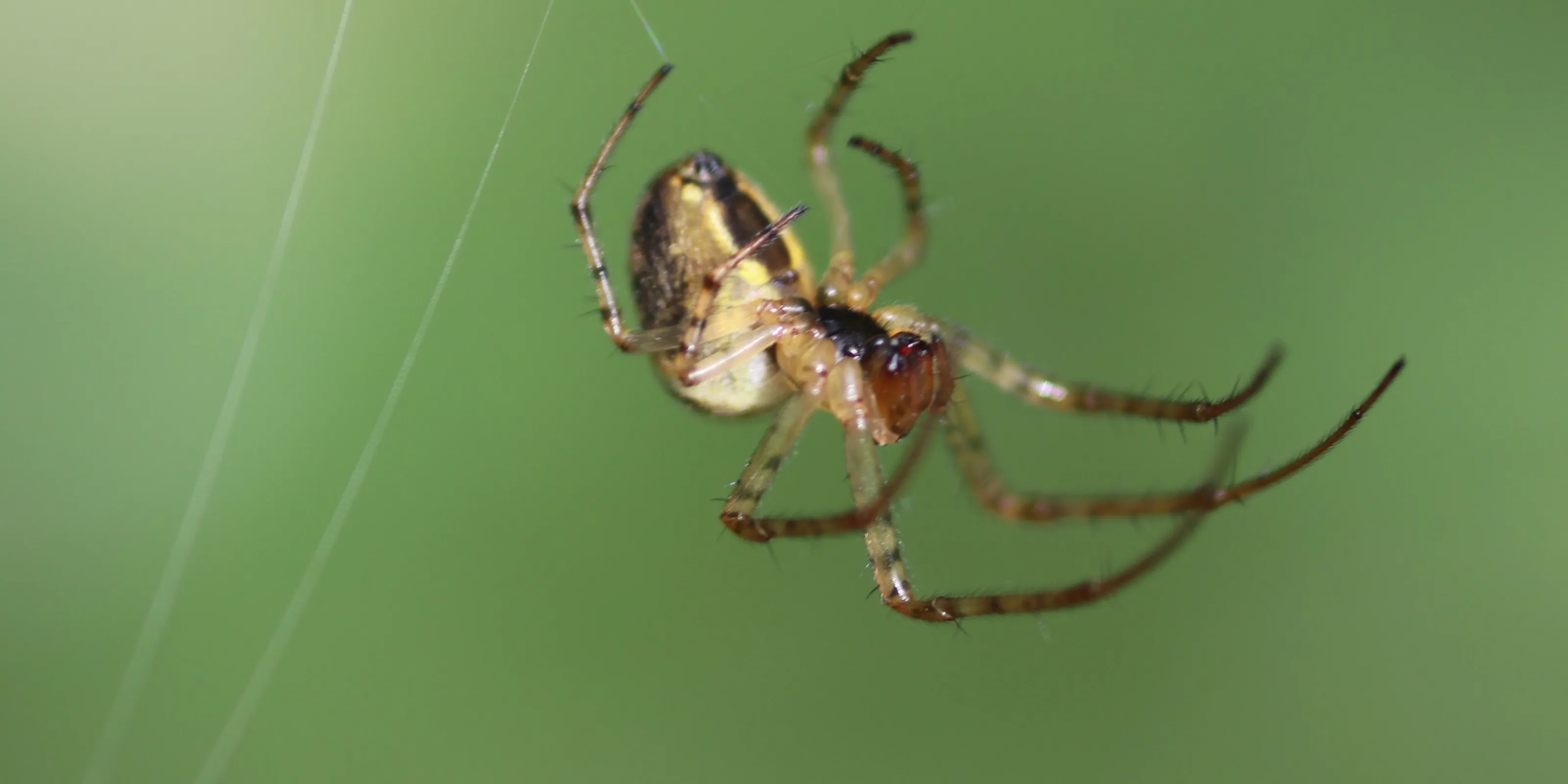 Spiders