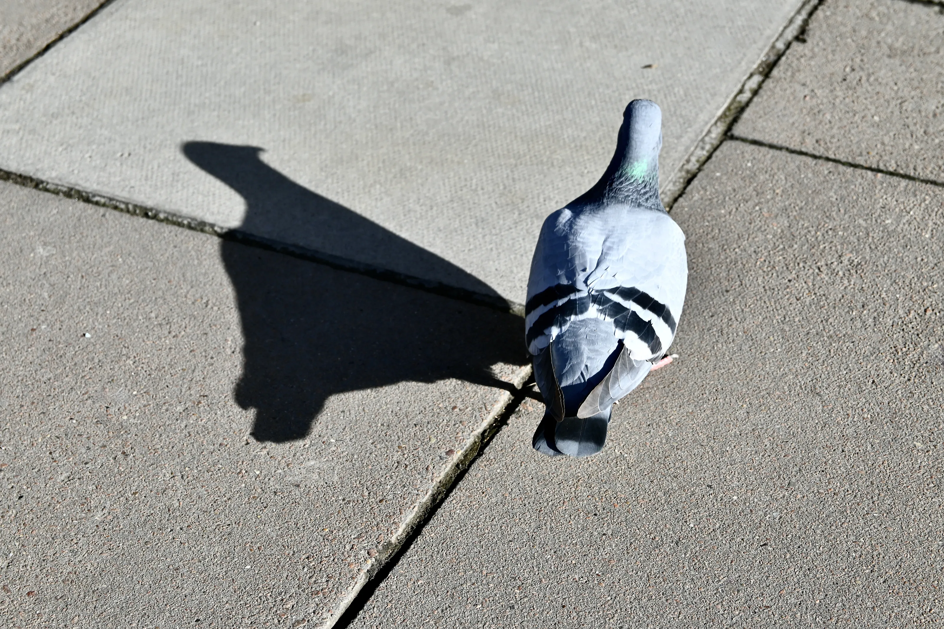 Animals and their Shadows