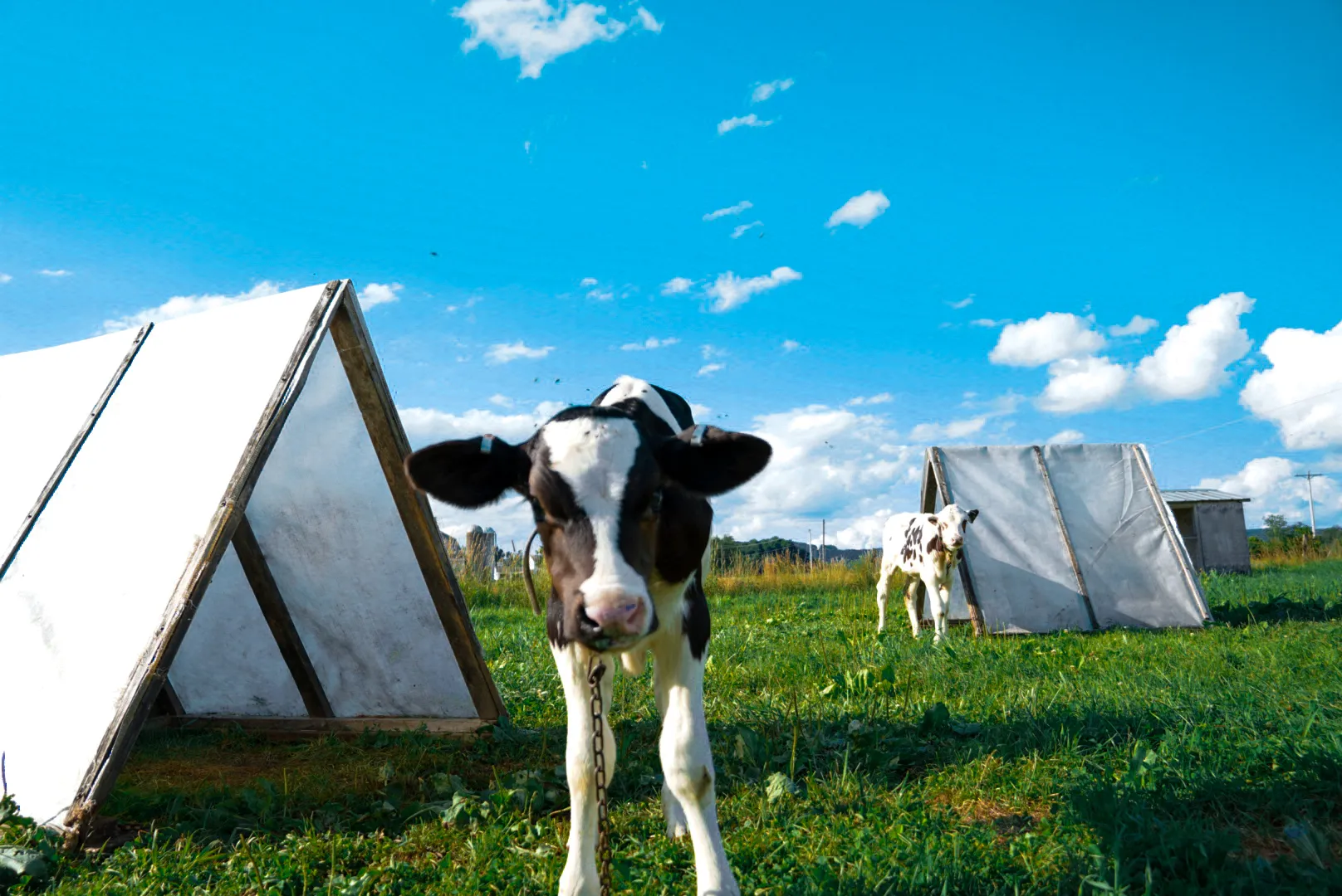 Dairy Farming