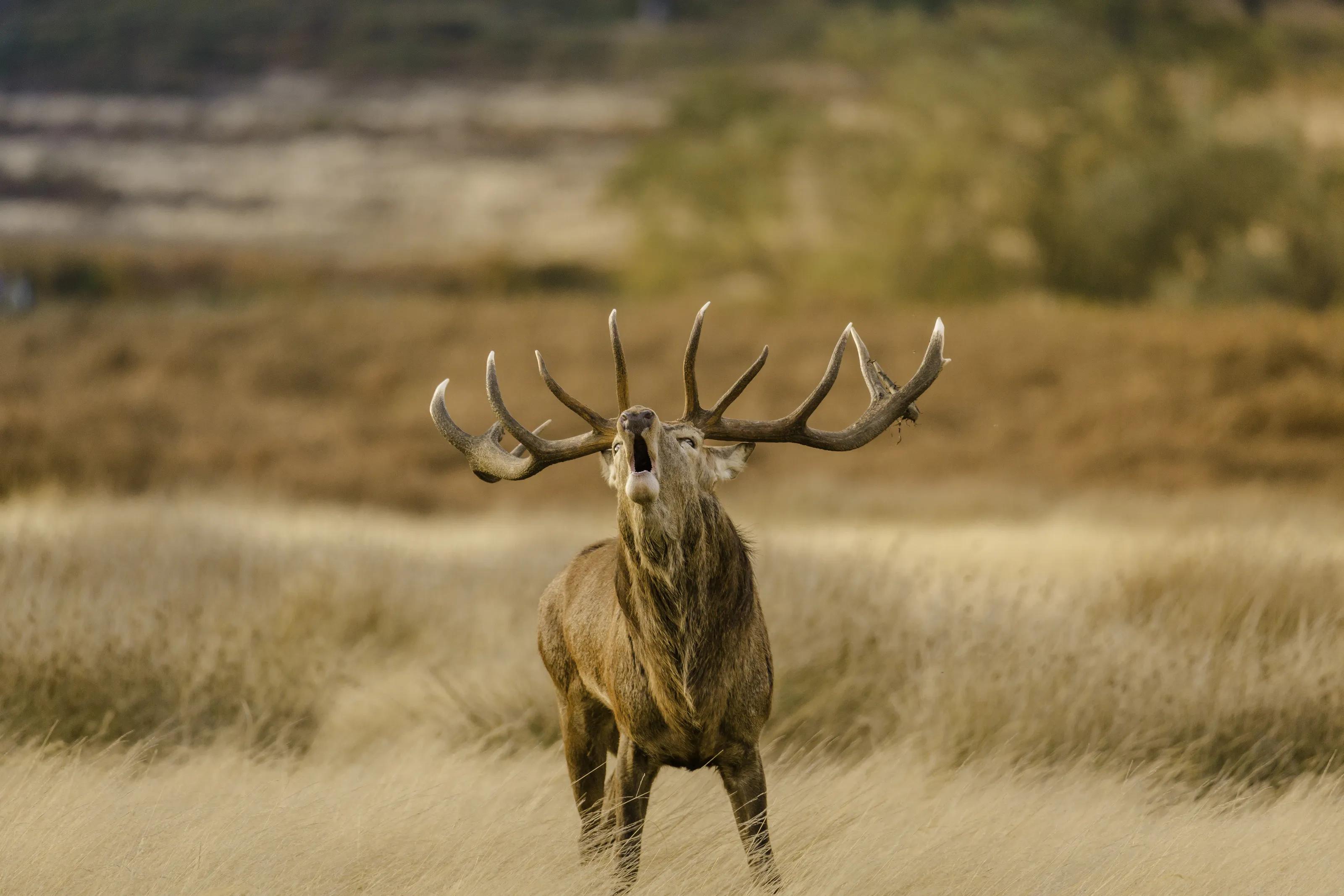 British Wildlife