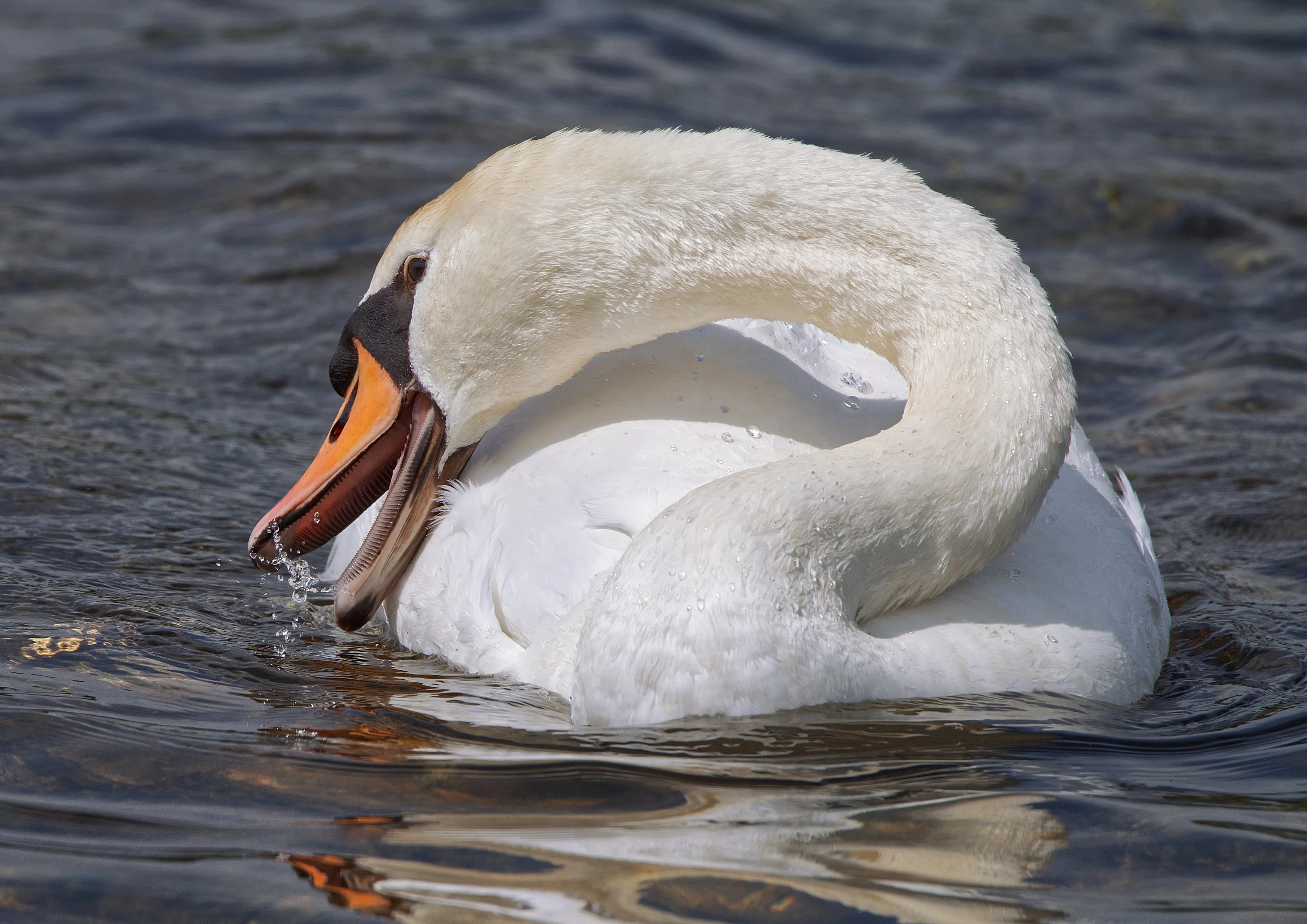 Adult Swans