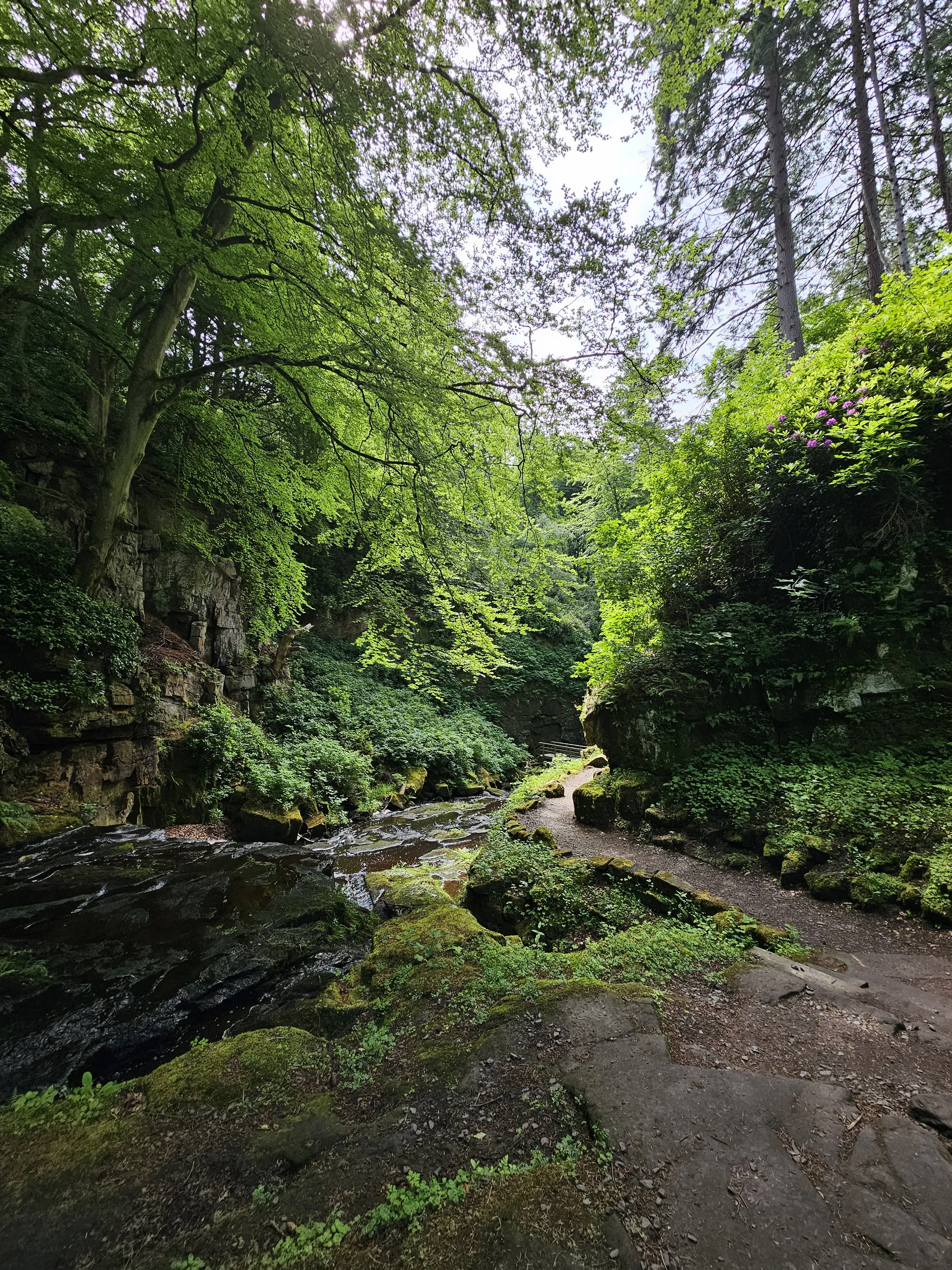 Woodland
