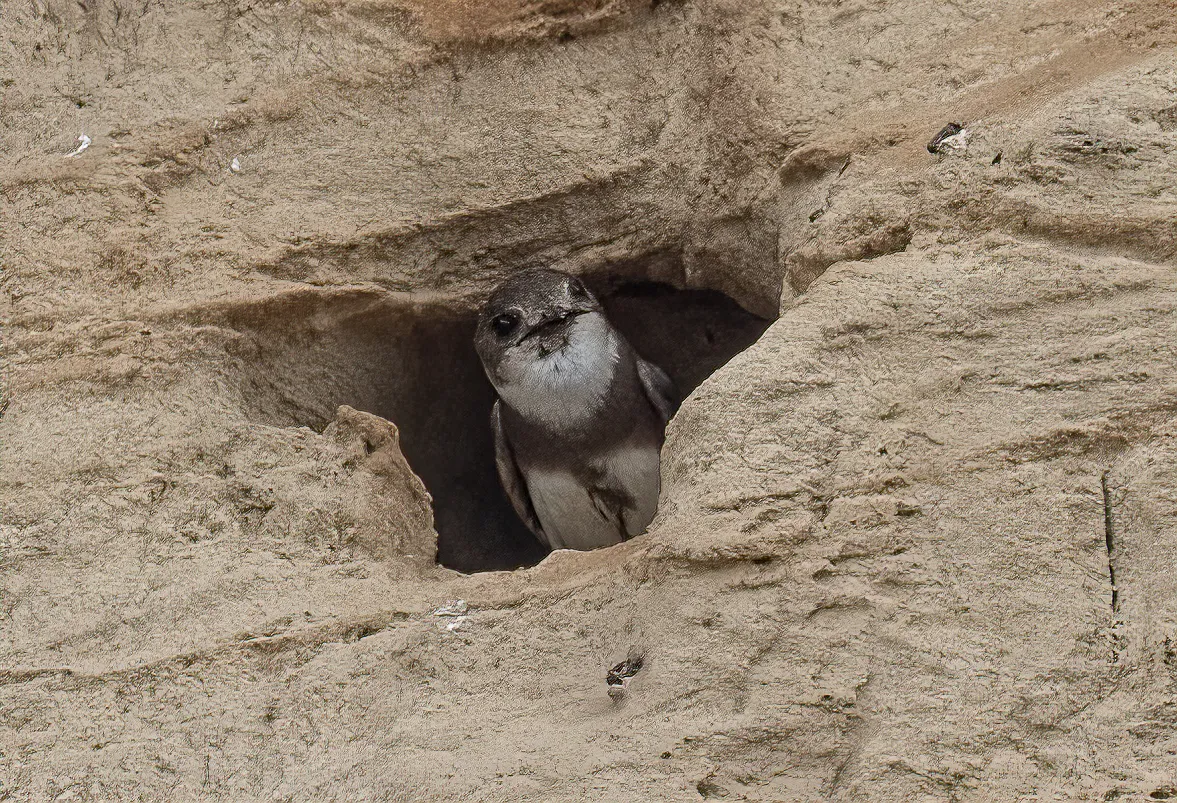 Small Birds in the Wild  (in colour)