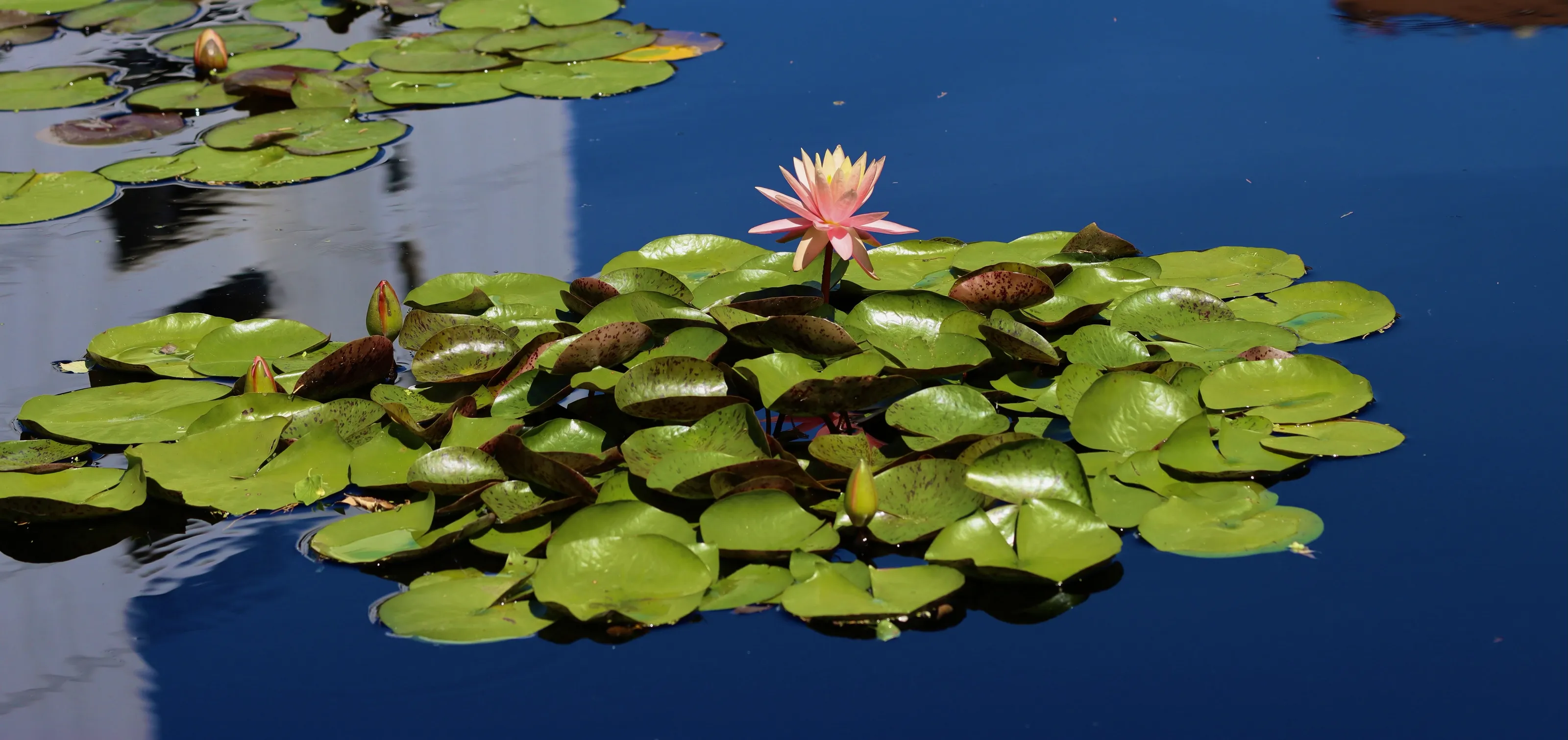 Lilies