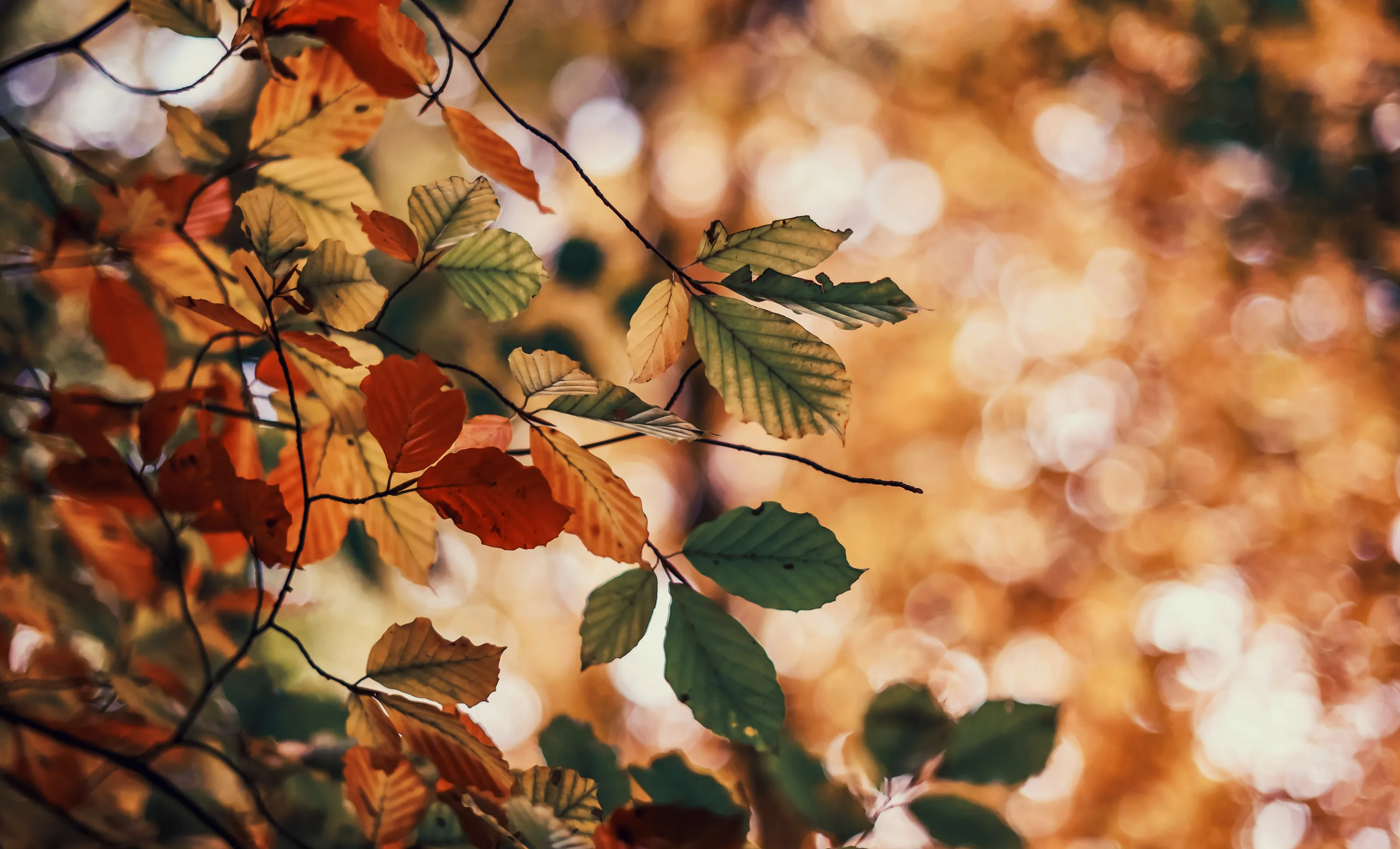 Autumn