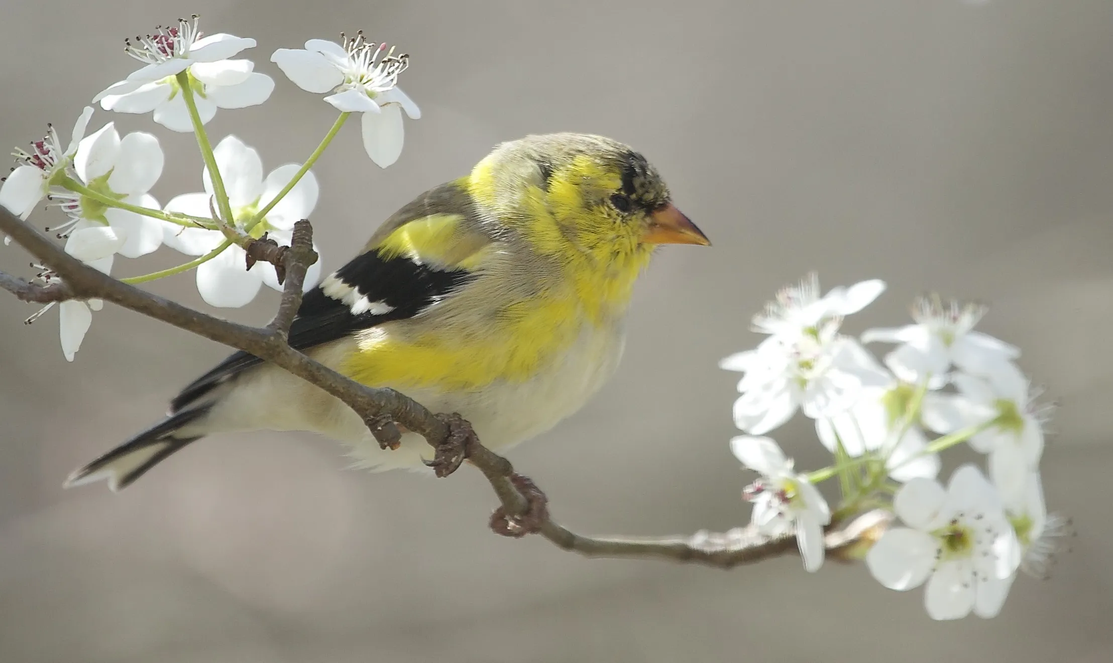 One Garden/Backyard Bird on a Branch or Log