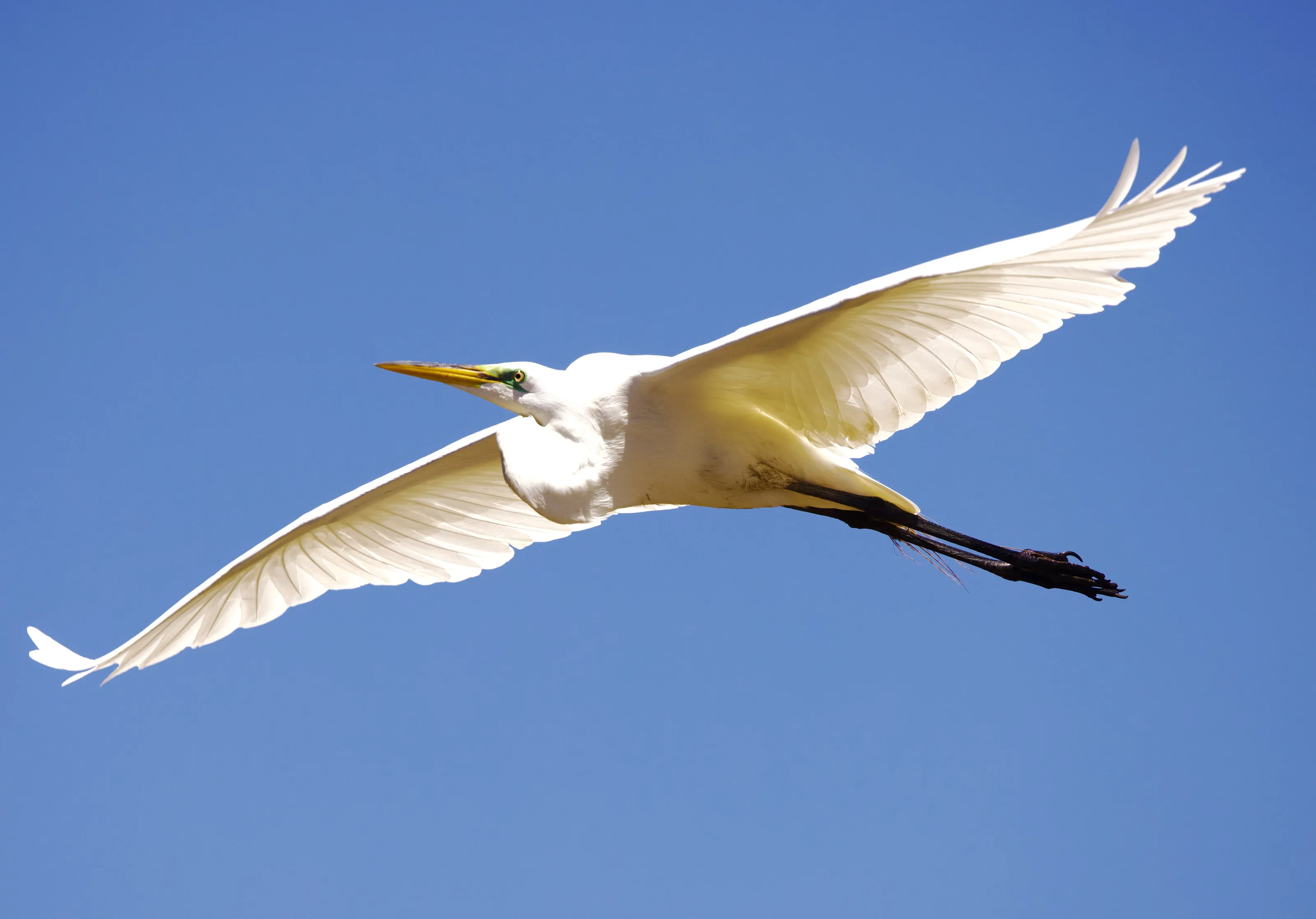Herons and Egrets