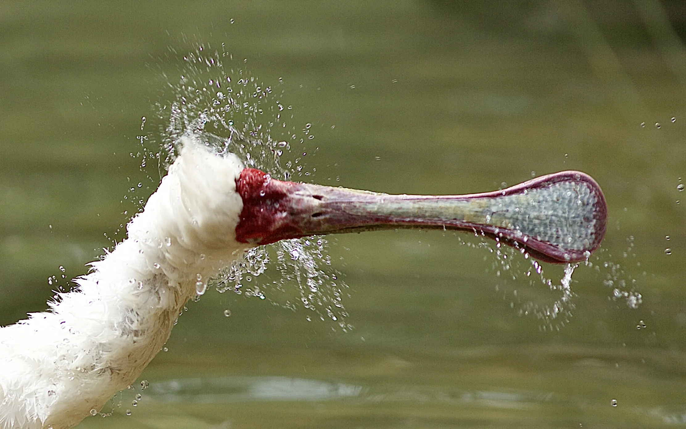 Large Exotic Birds