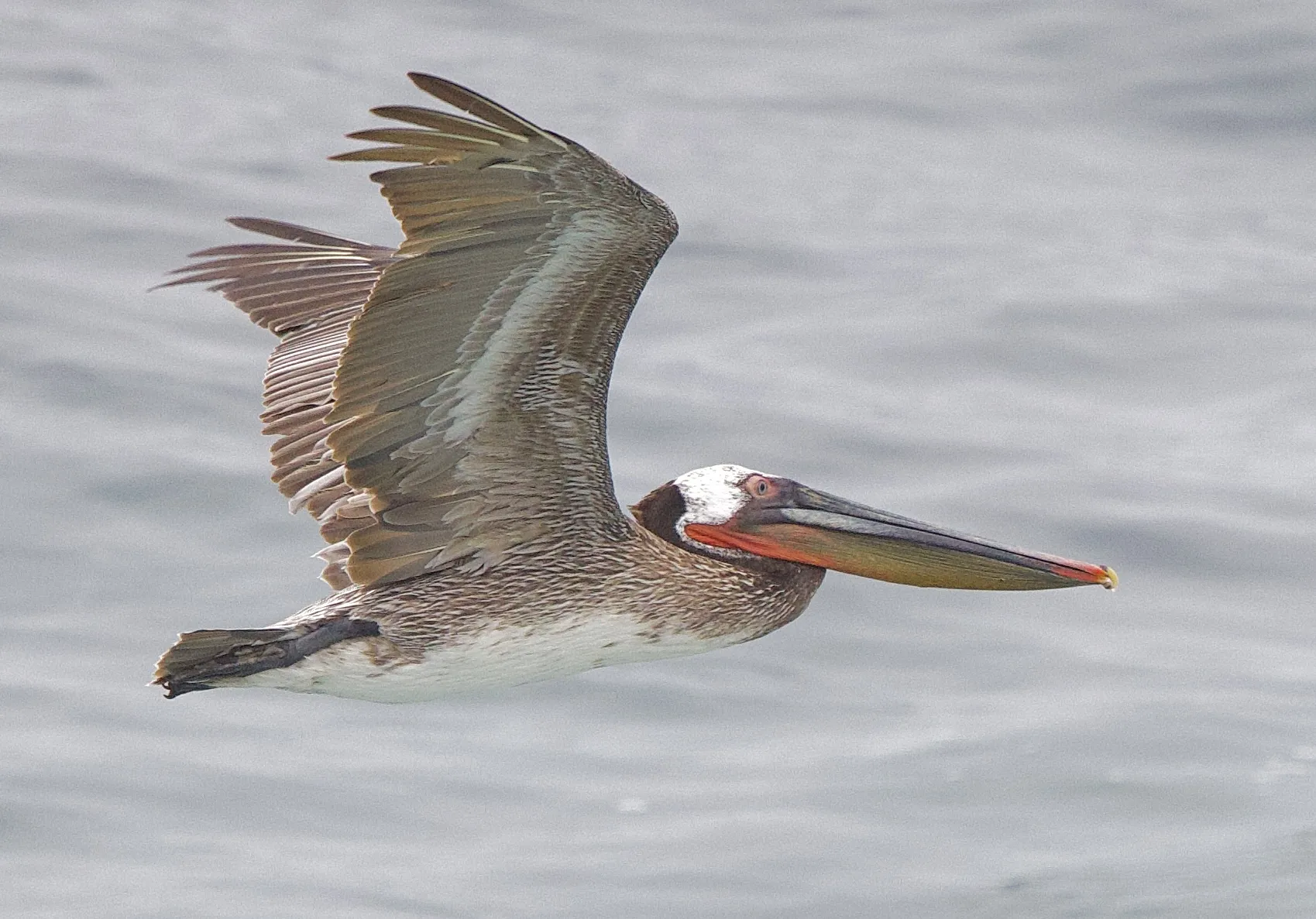 Pelicans