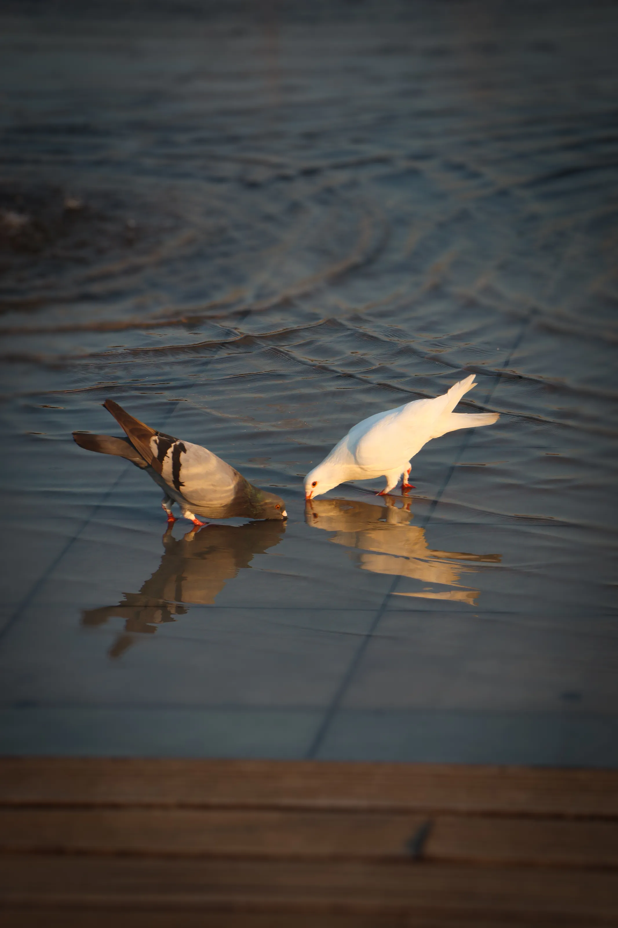 Animals Drinking