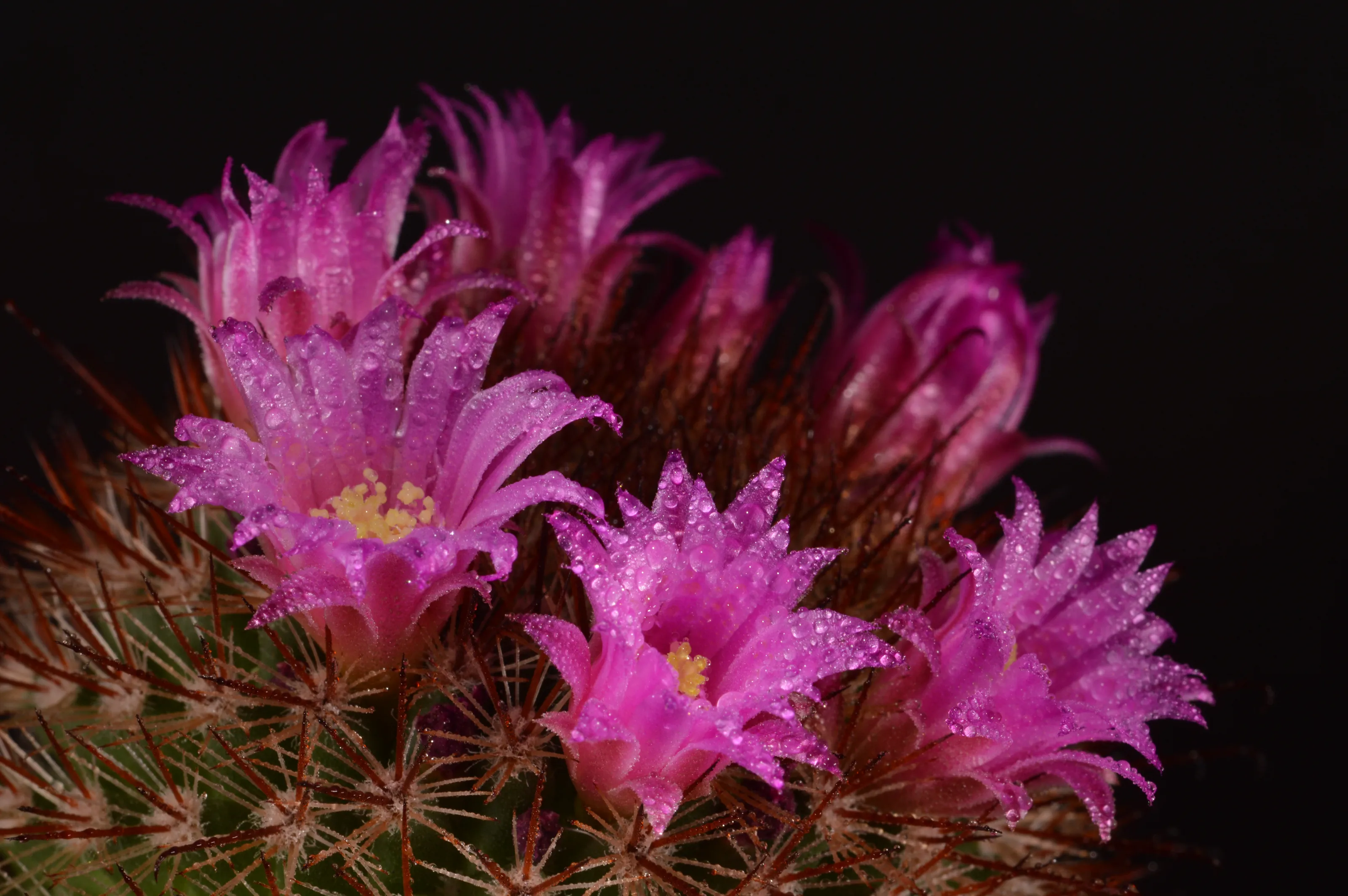 Cactus Flowers (in colour)
